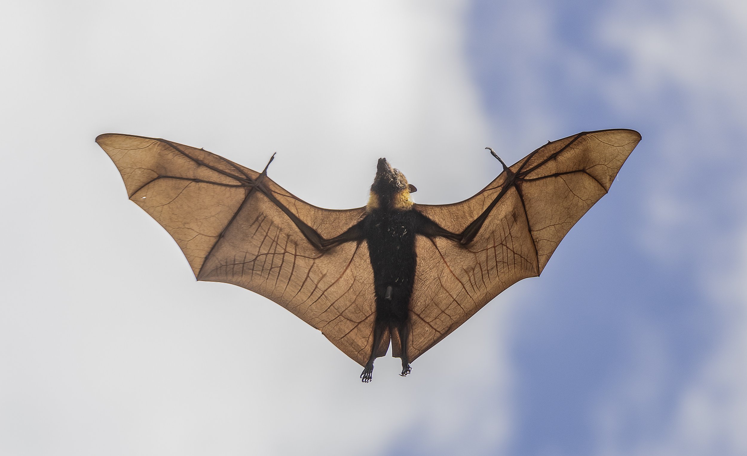 flying fox 3.jpg