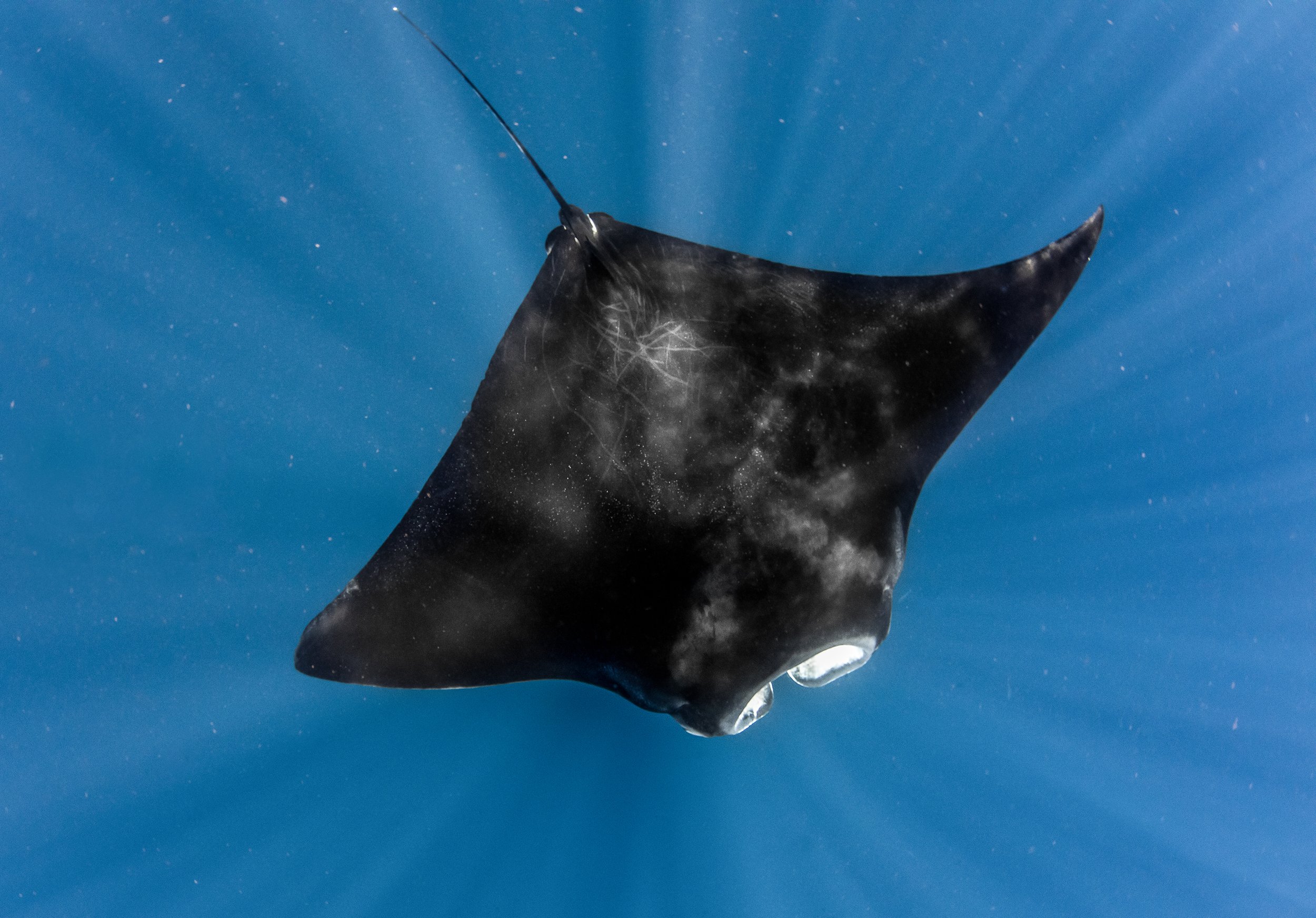 manta ray diving.jpg