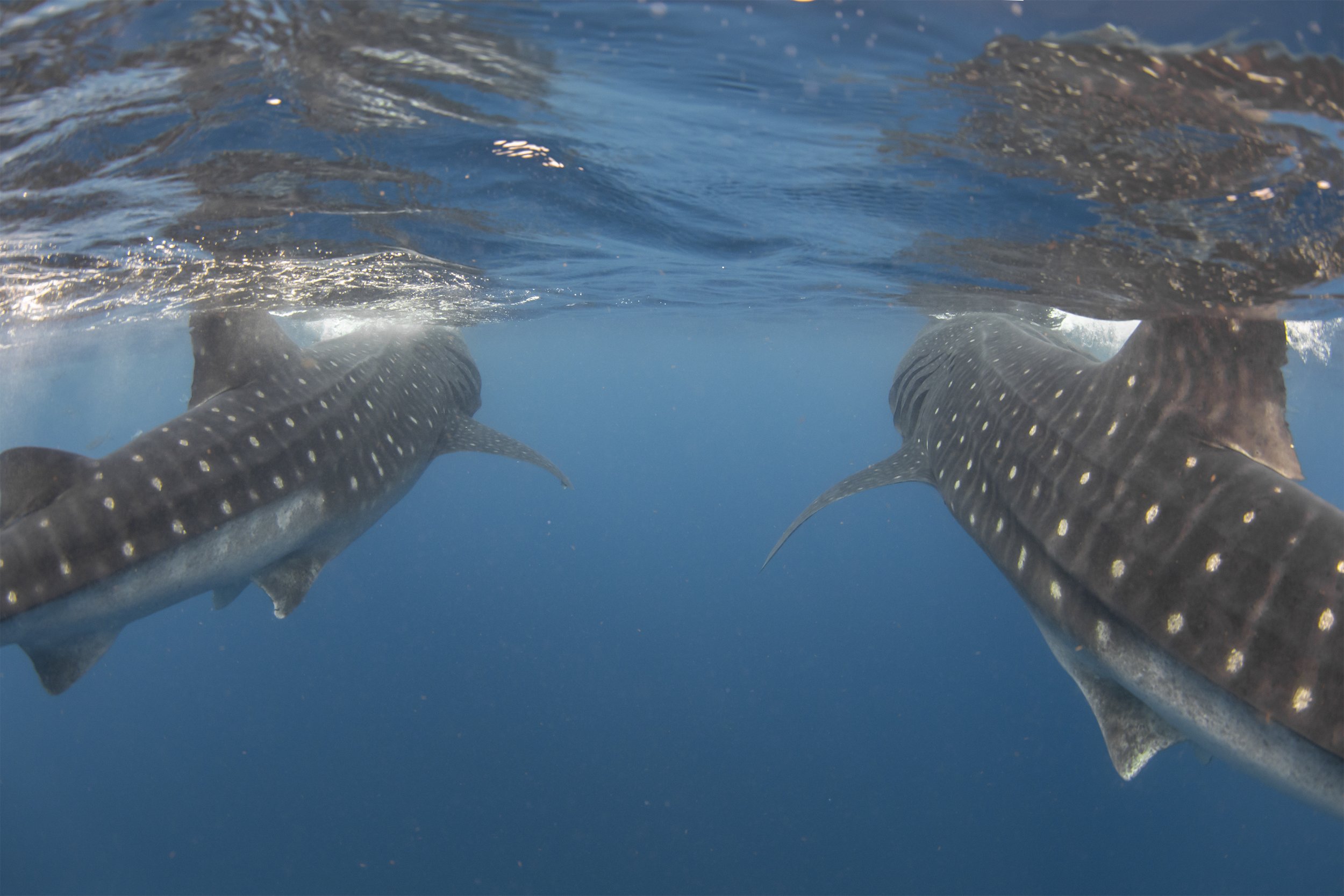 whale shark diving 2.jpg