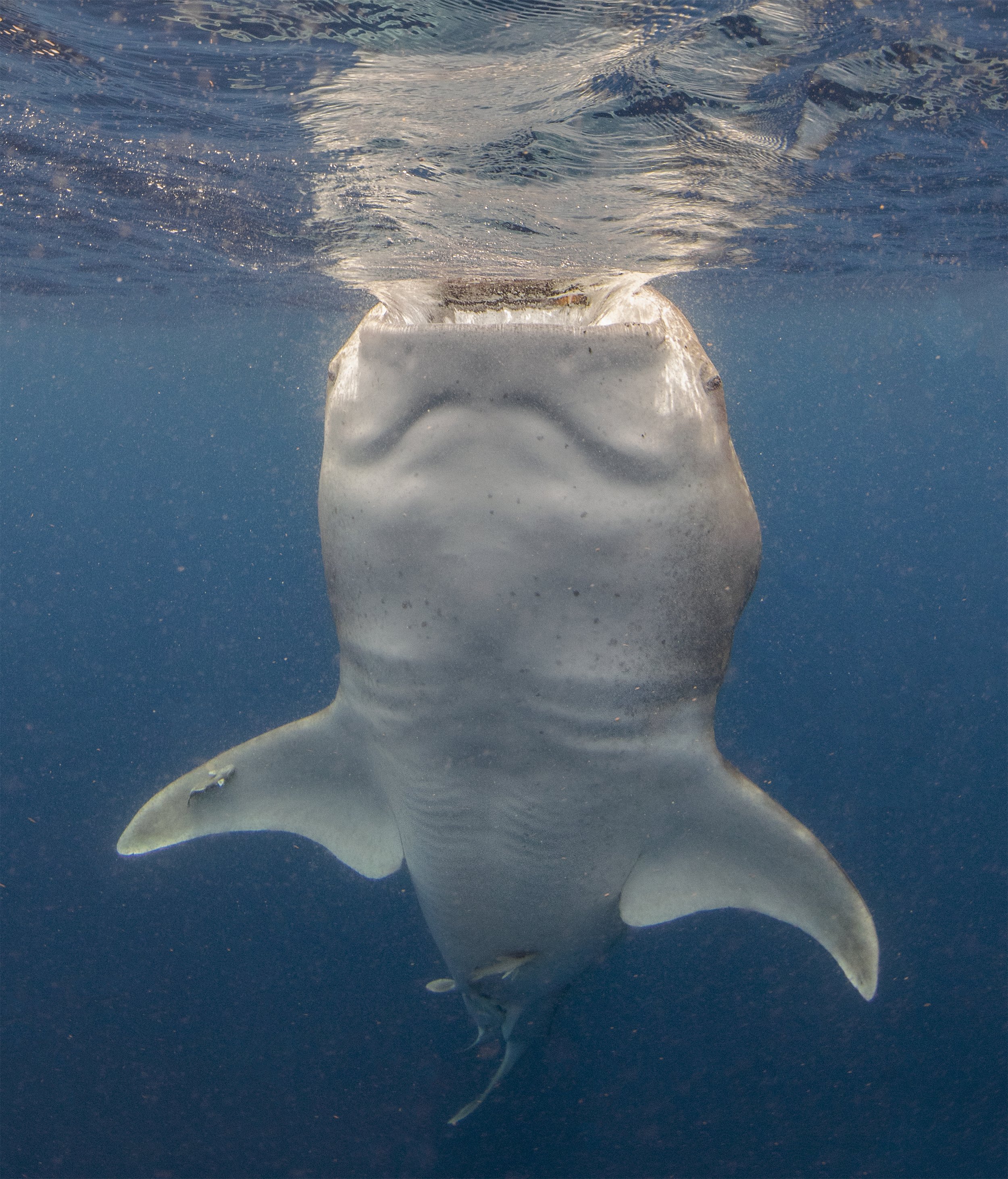 whale shark diving .jpg