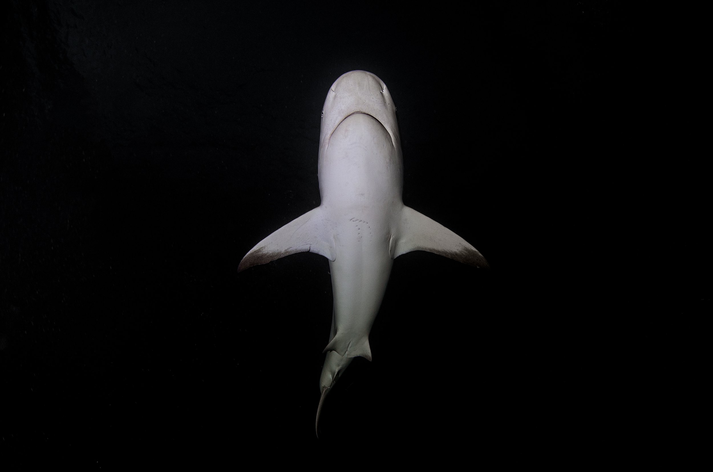 reef shark at night B.jpg