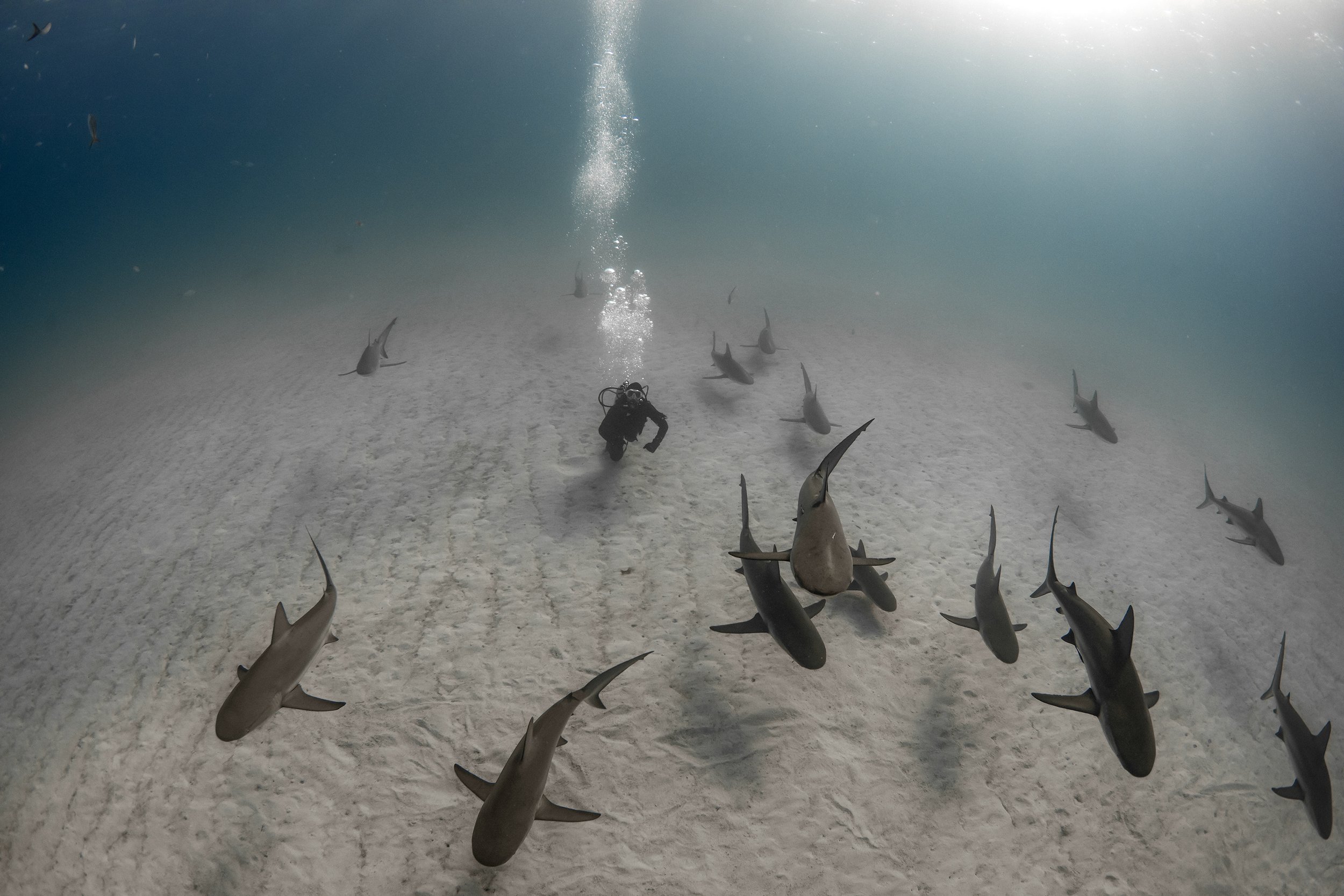 reef sharks.jpg