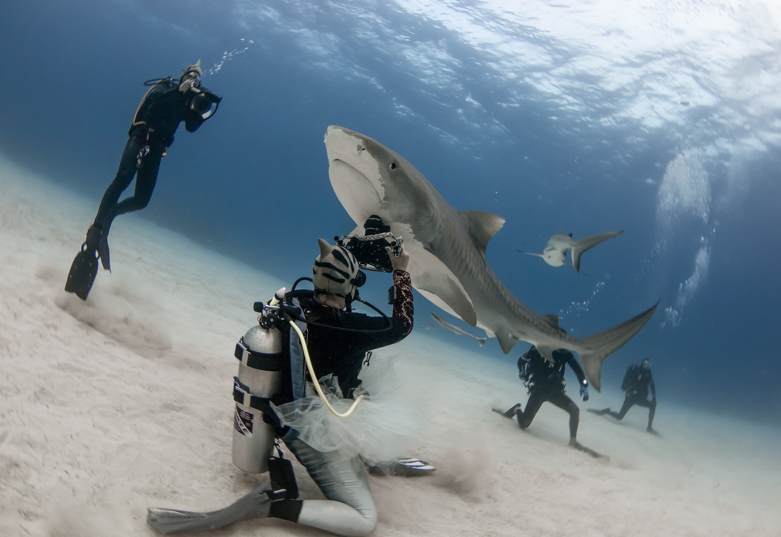 tiger shark diving 3.jpg
