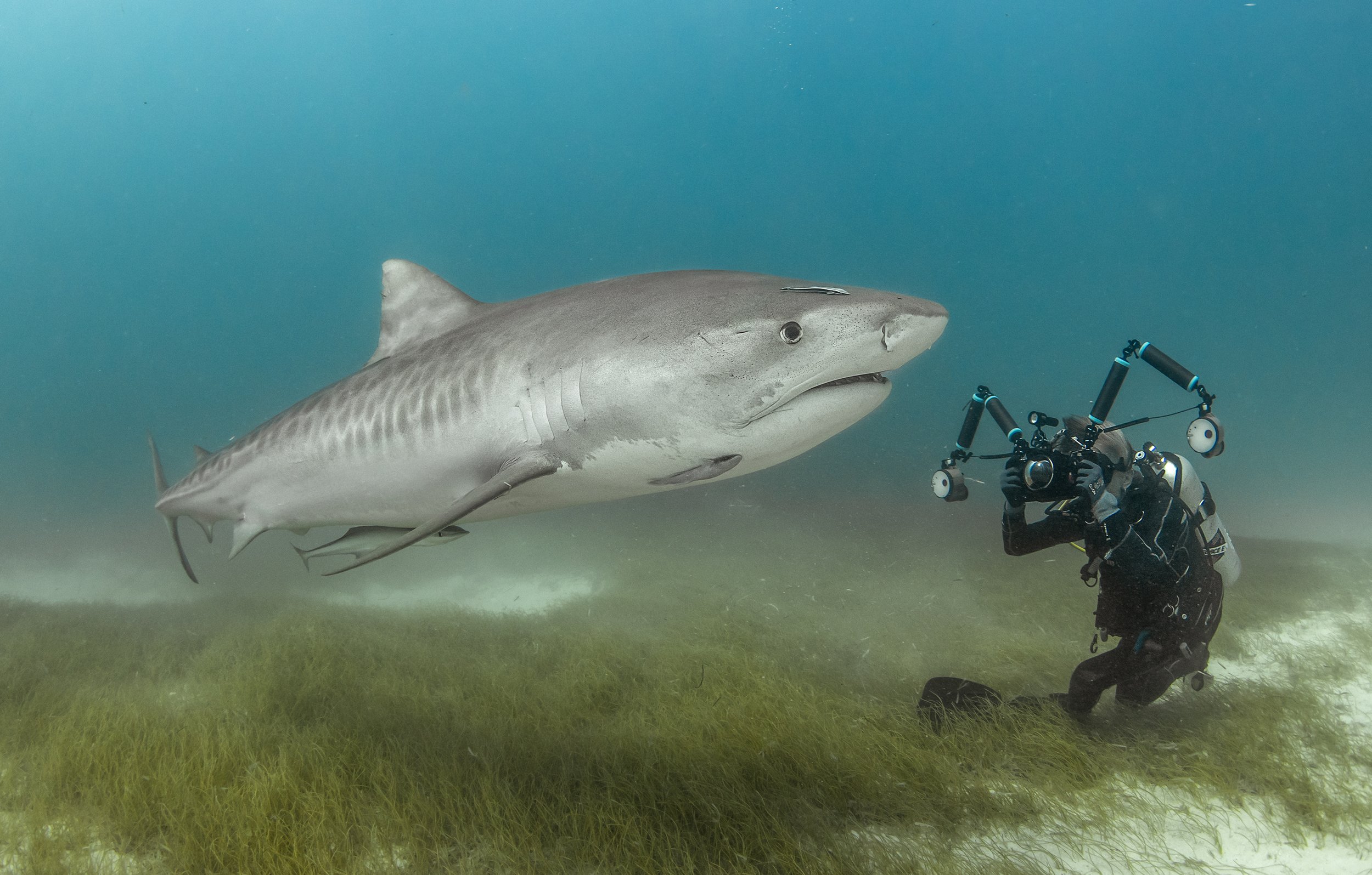 tiger shark diving 3 .jpg
