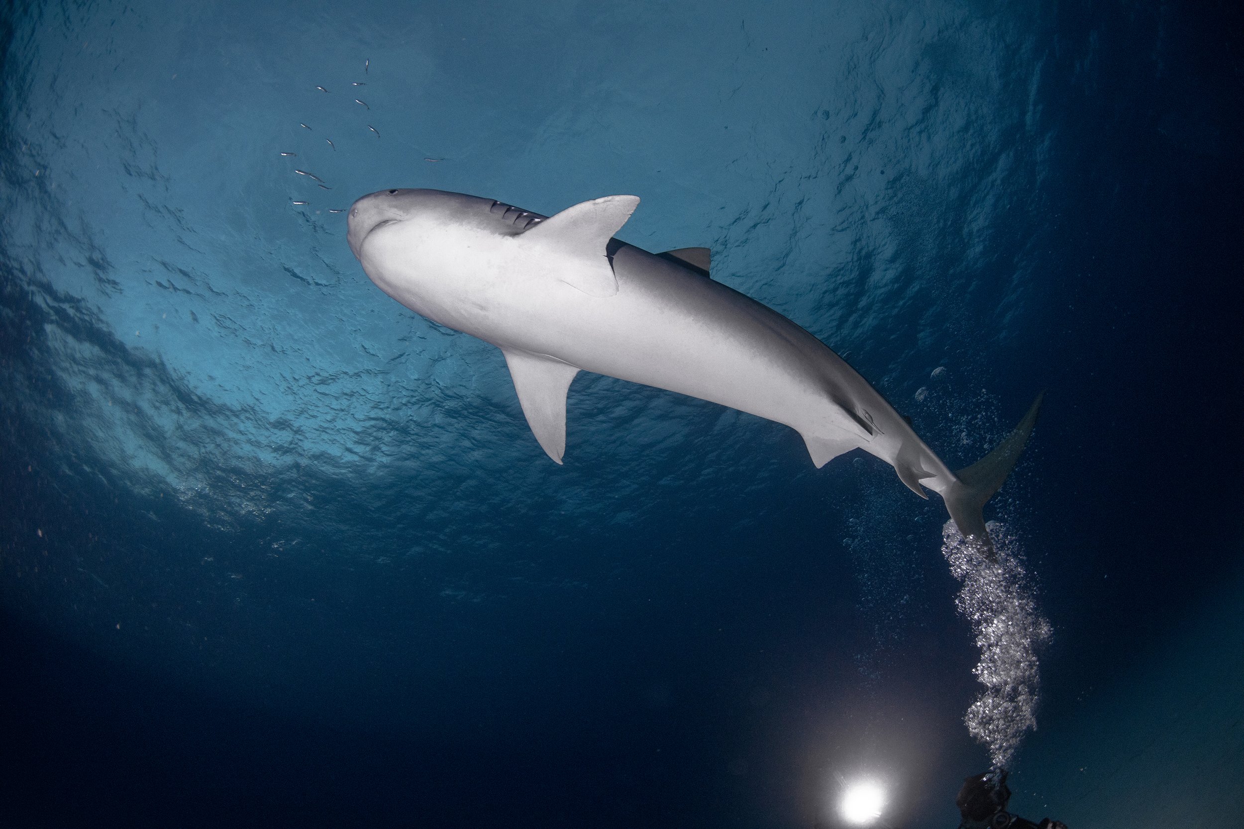 tiger shark diving.jpg