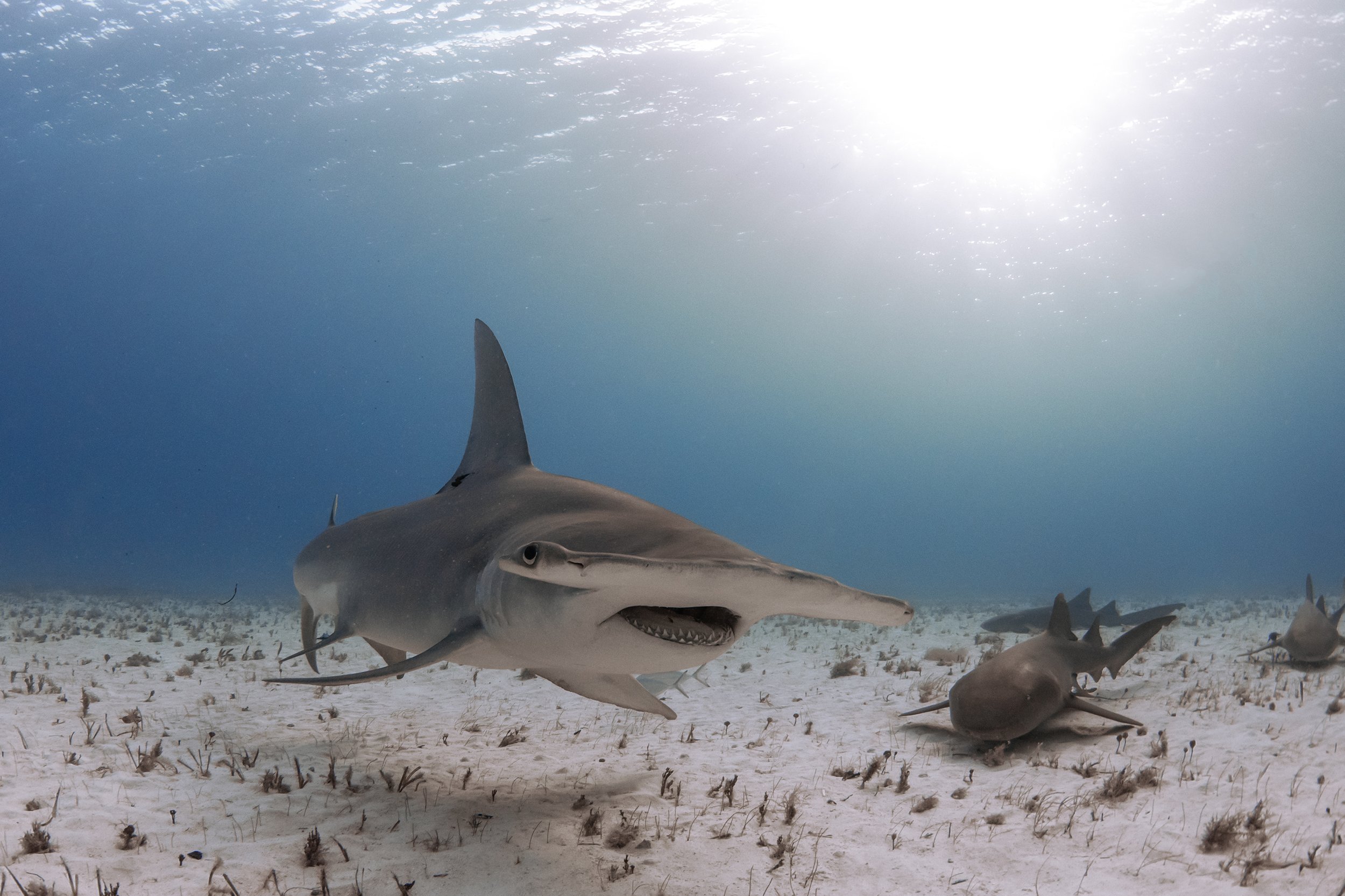 Diving with Great Hammerhead Sharks; Bahamas 2019