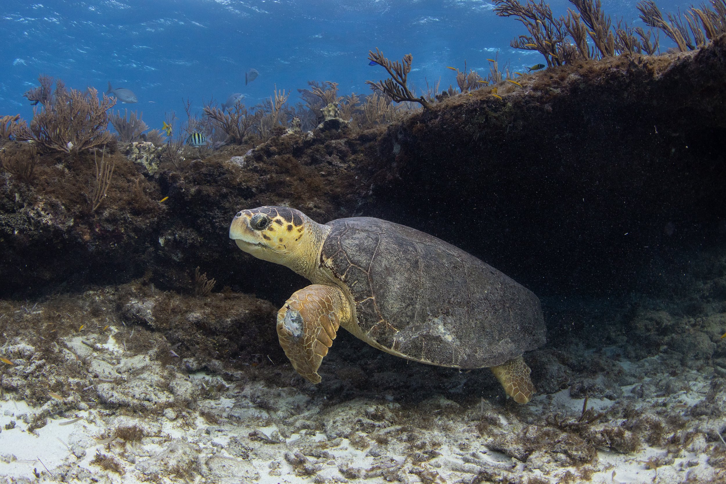 loggerhead turtle .jpg