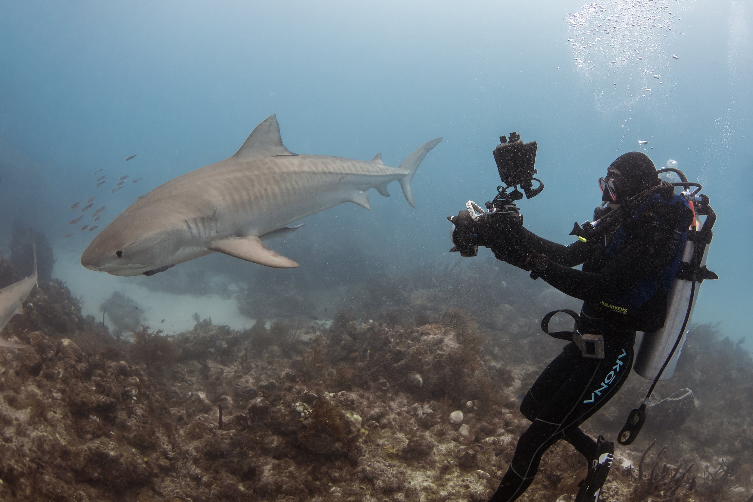 tiger shark diving 3.jpg