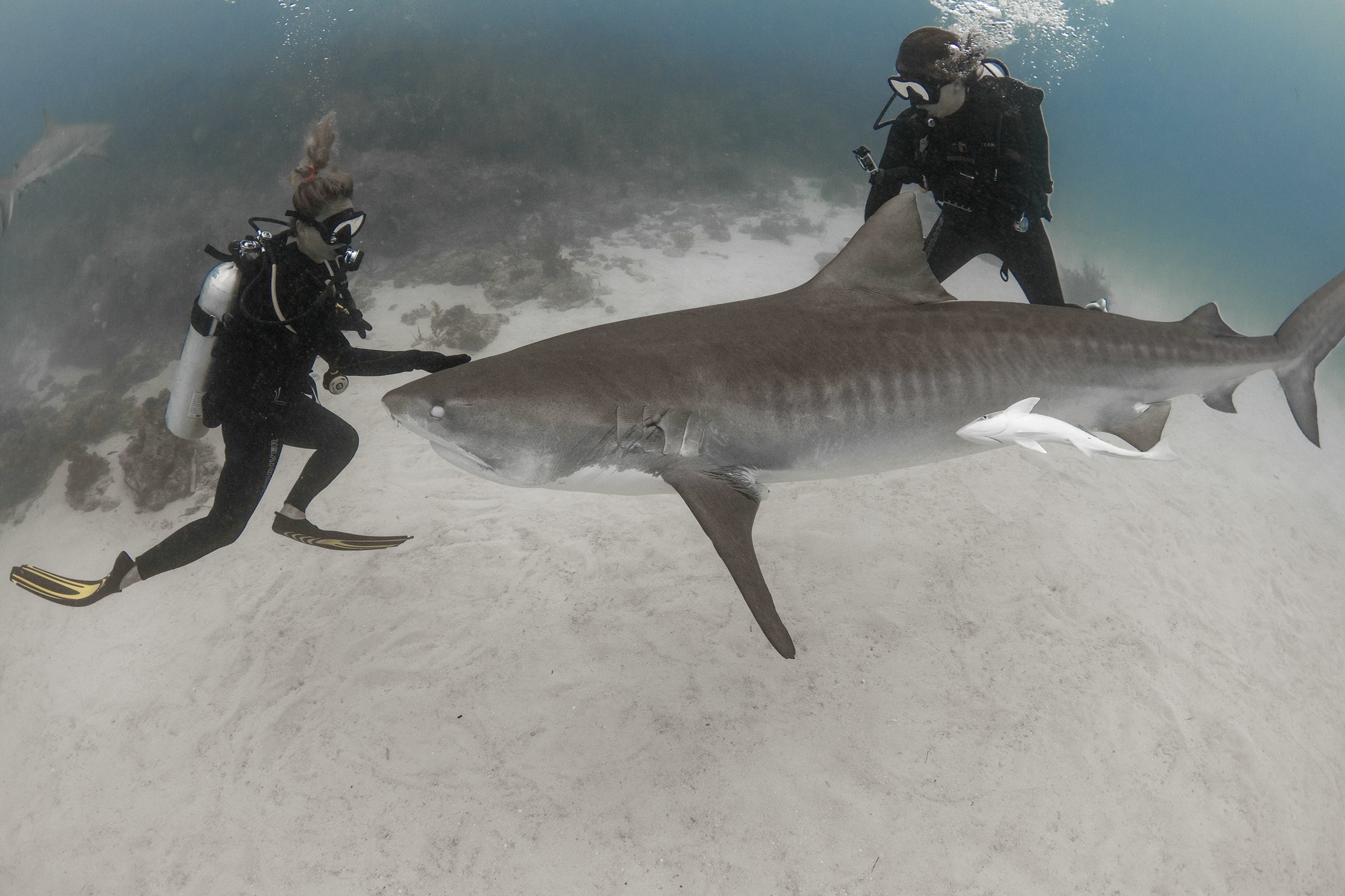 tiger shark diving 5 2.jpg