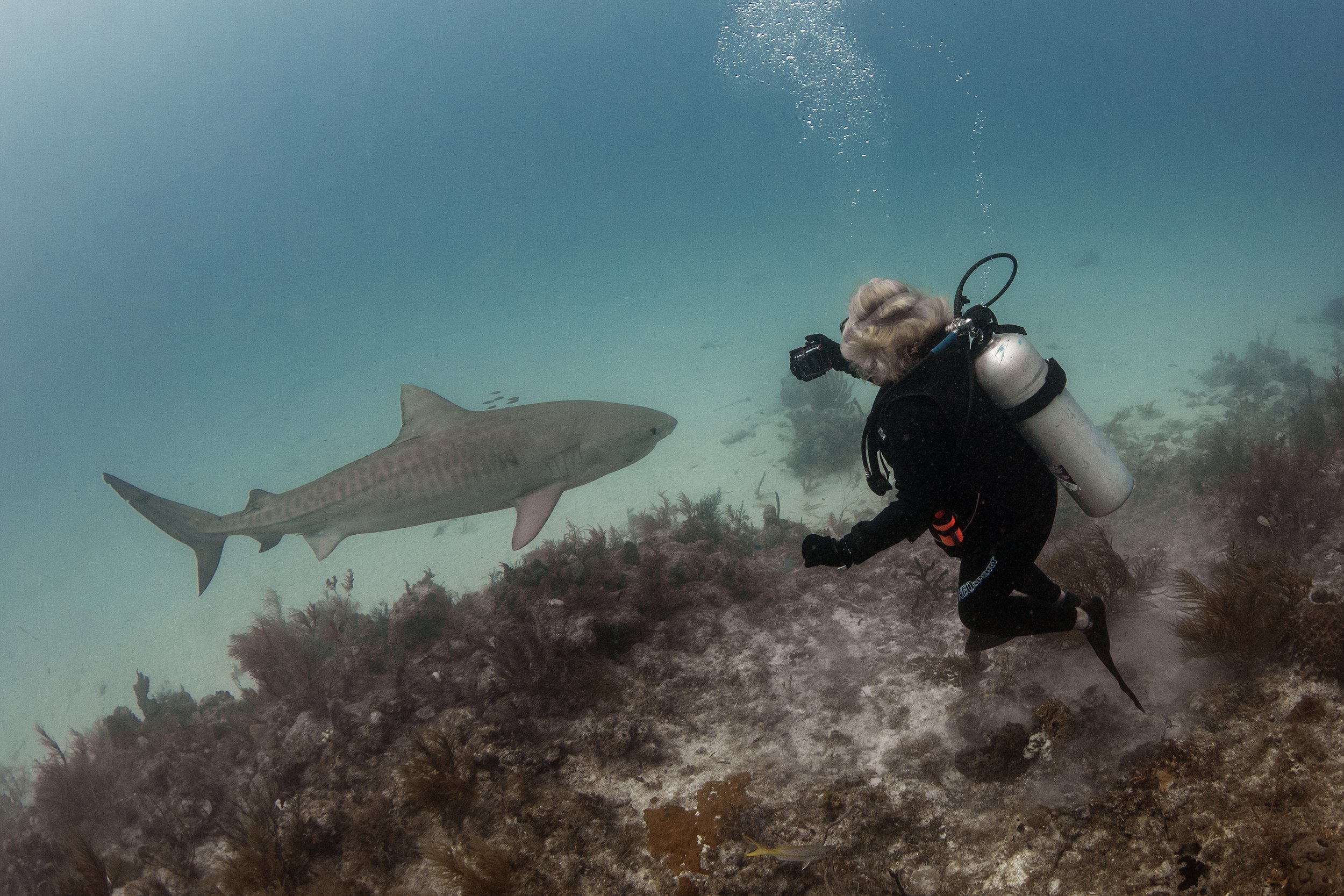 tiger shark diving 5 3.jpg