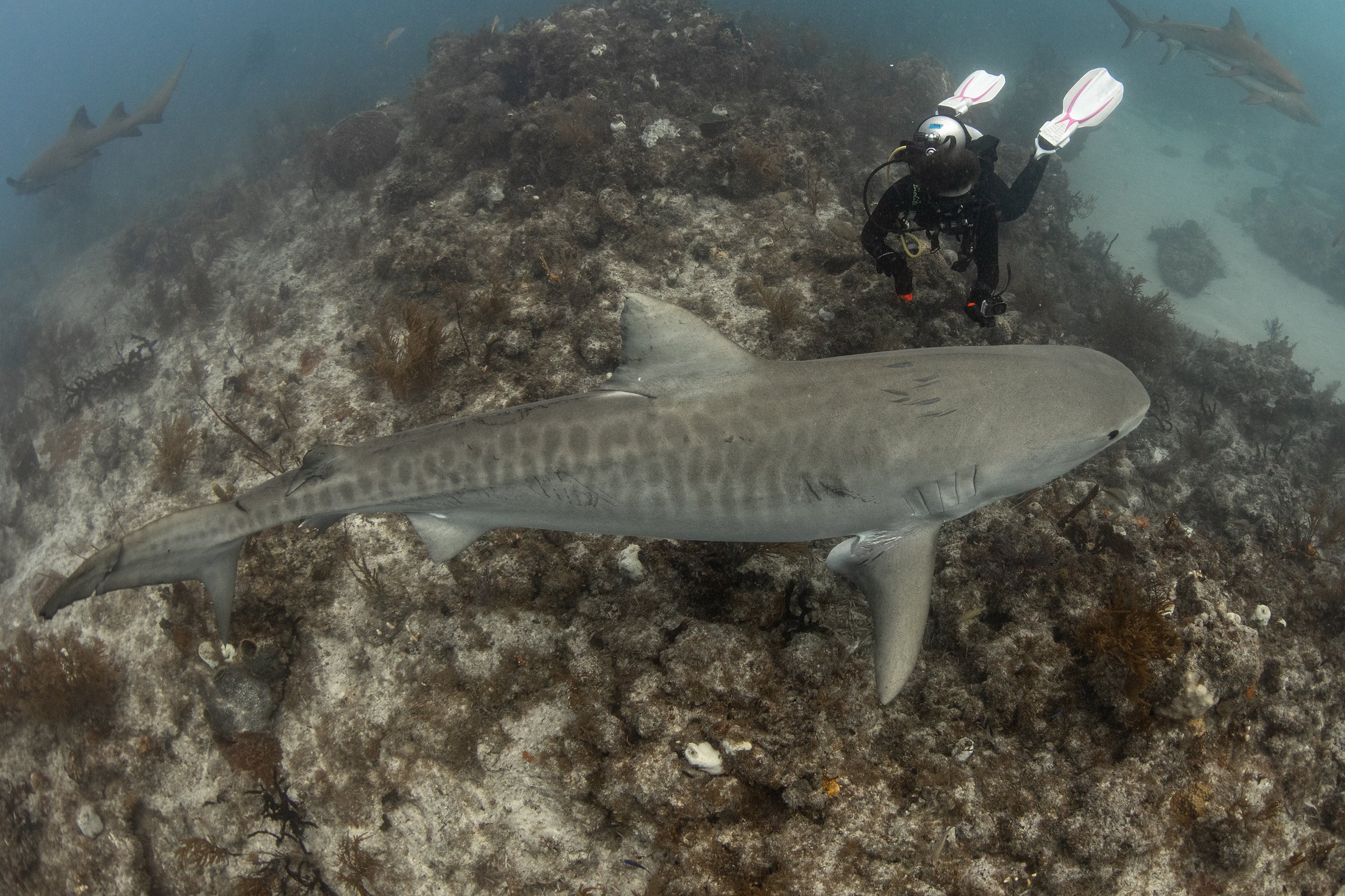 tiger shark diving 6.jpg