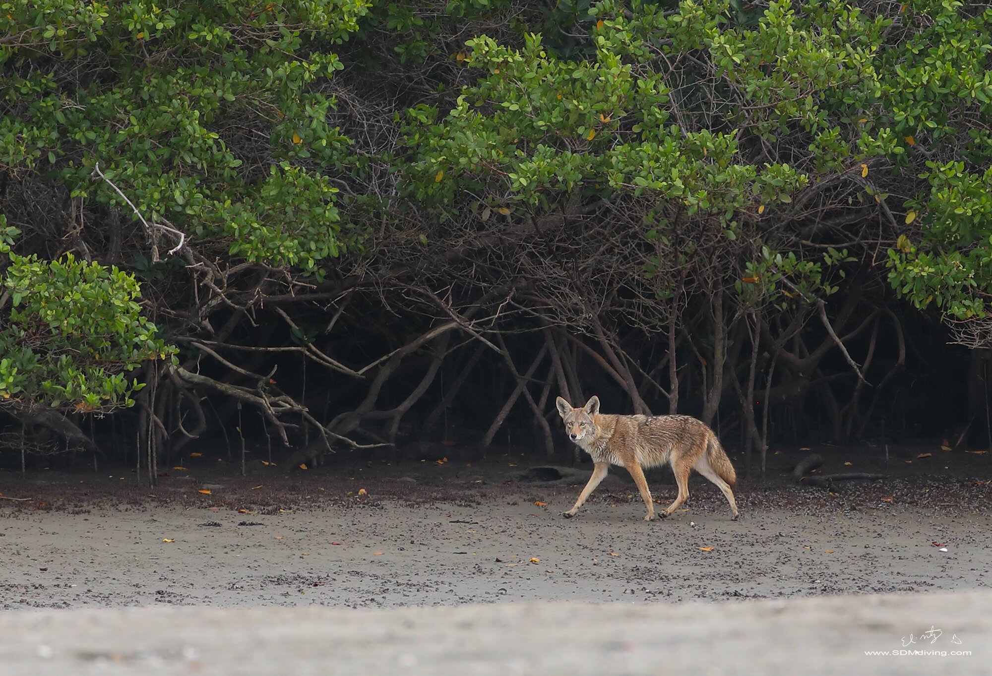 mangroves+2.jpeg