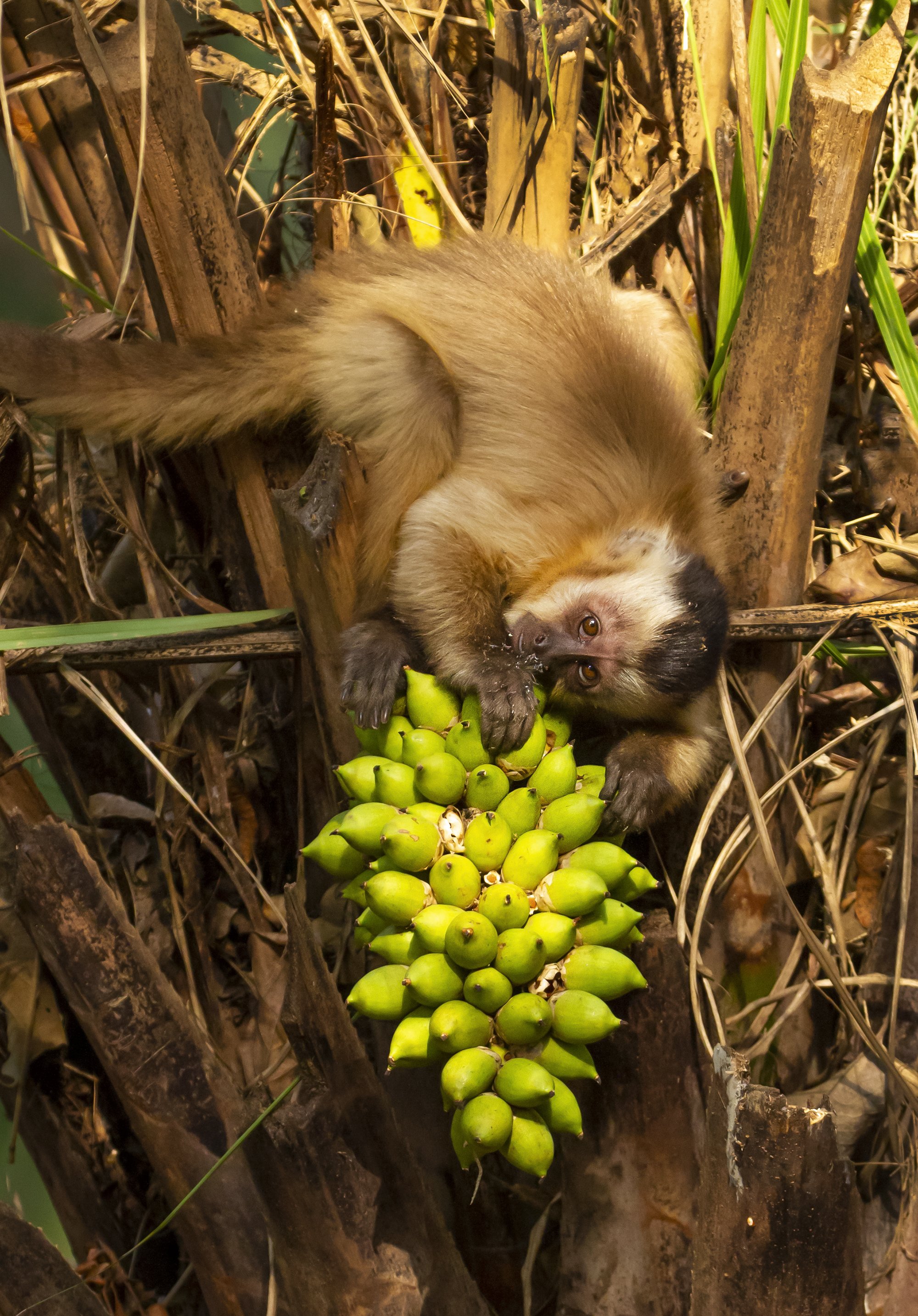 capuchin monkey 2.jpg