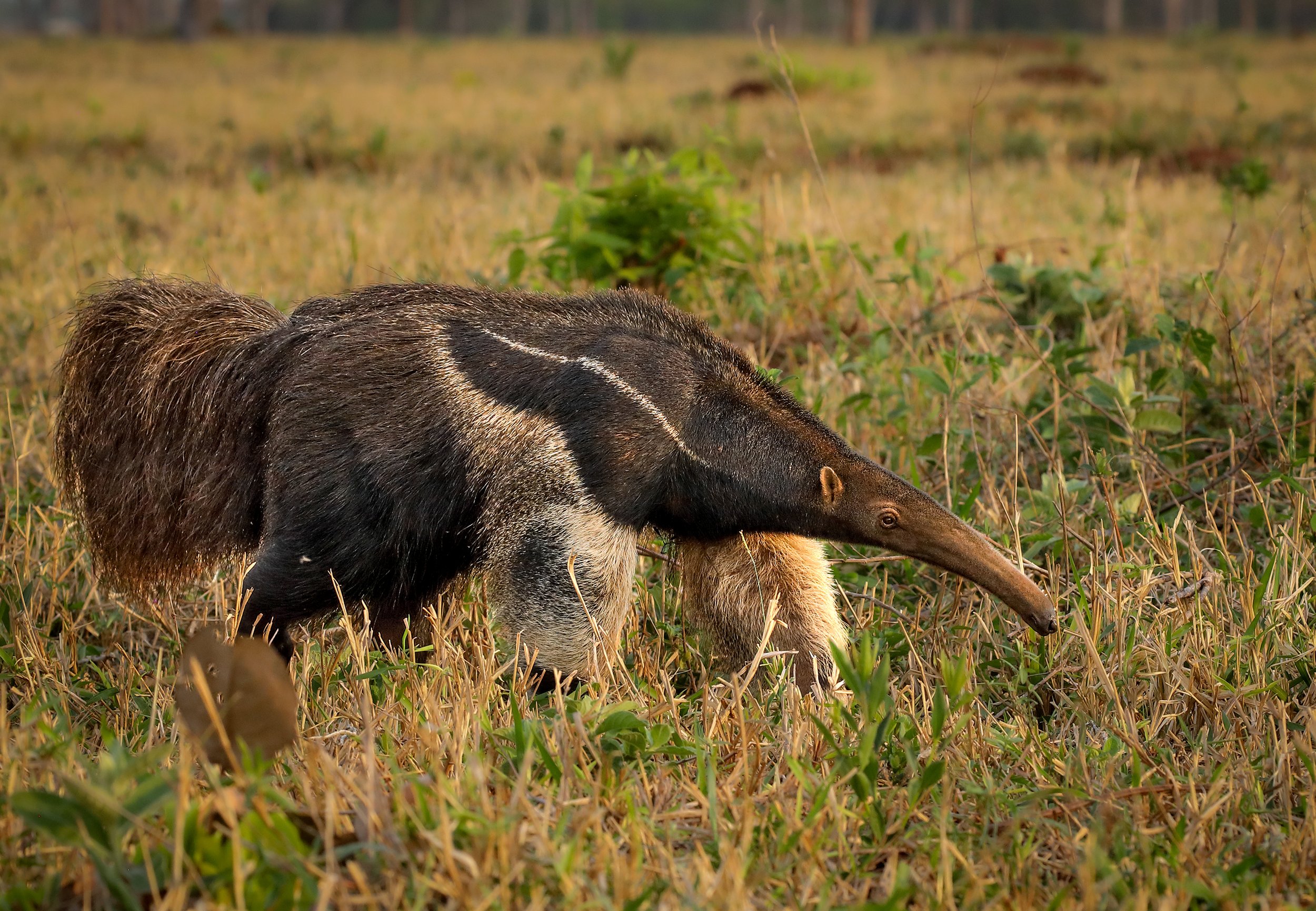 giant anteater photography.jpg