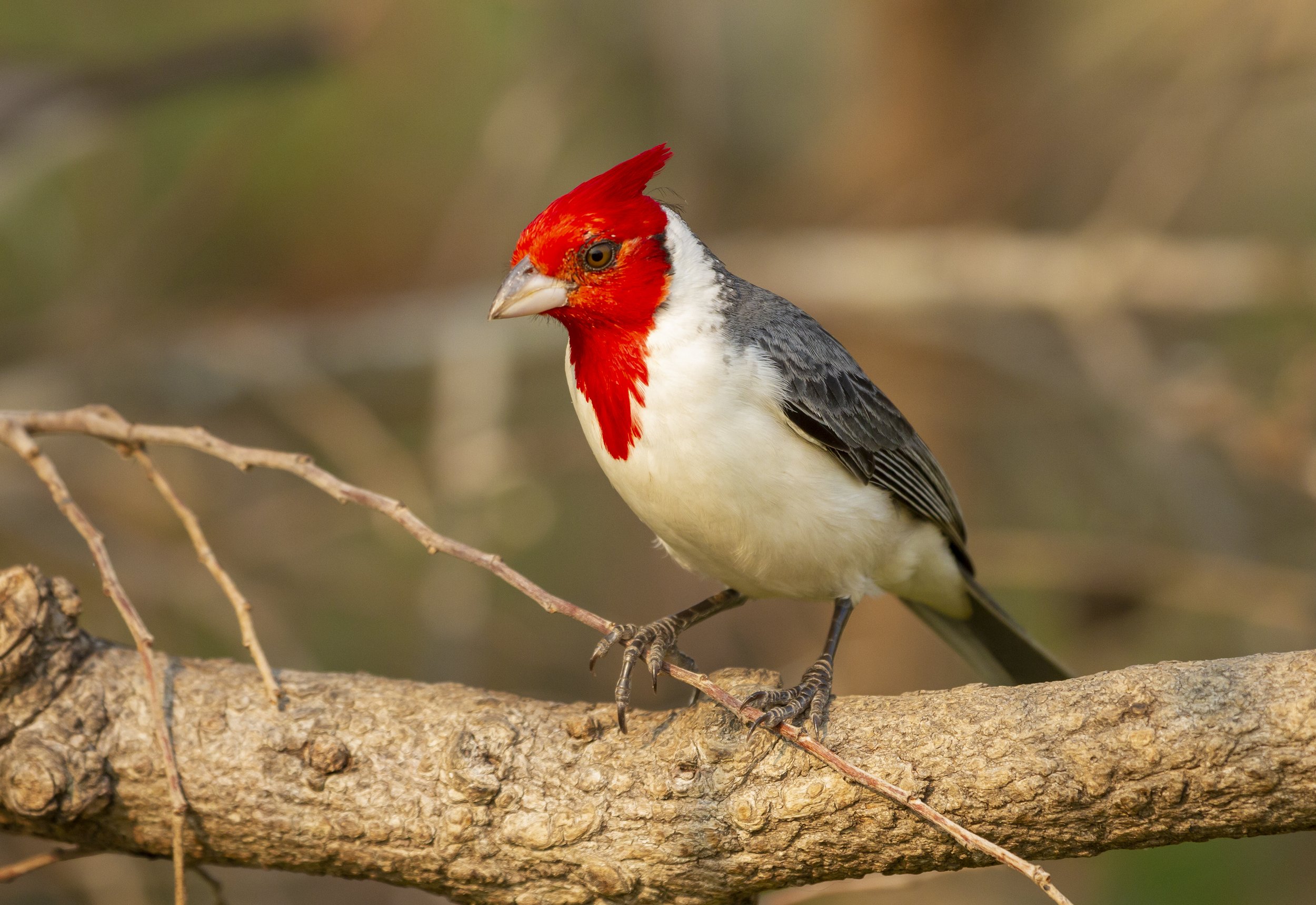 red crested cardinal.jpg