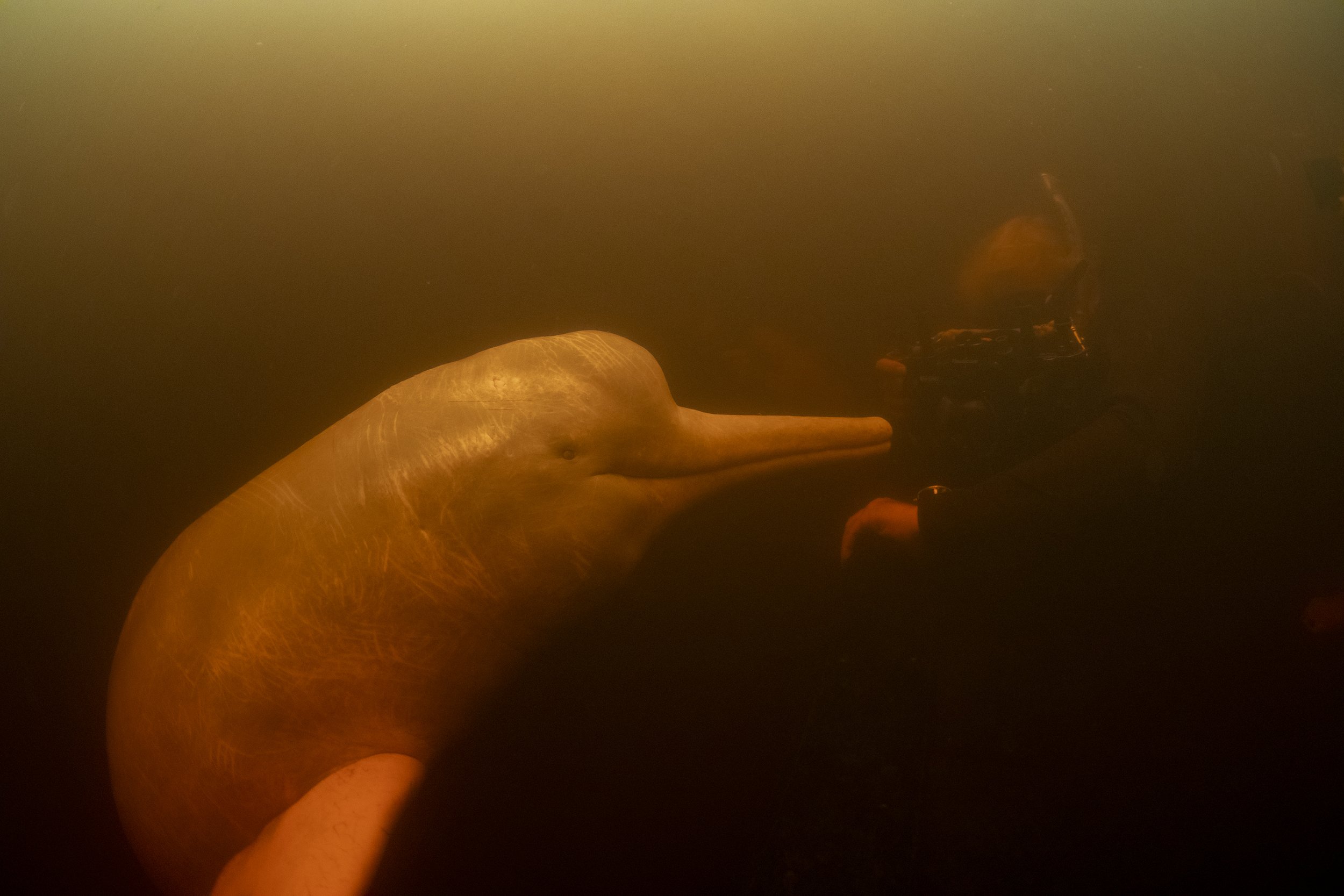 boto river dolphin diving 5.jpg