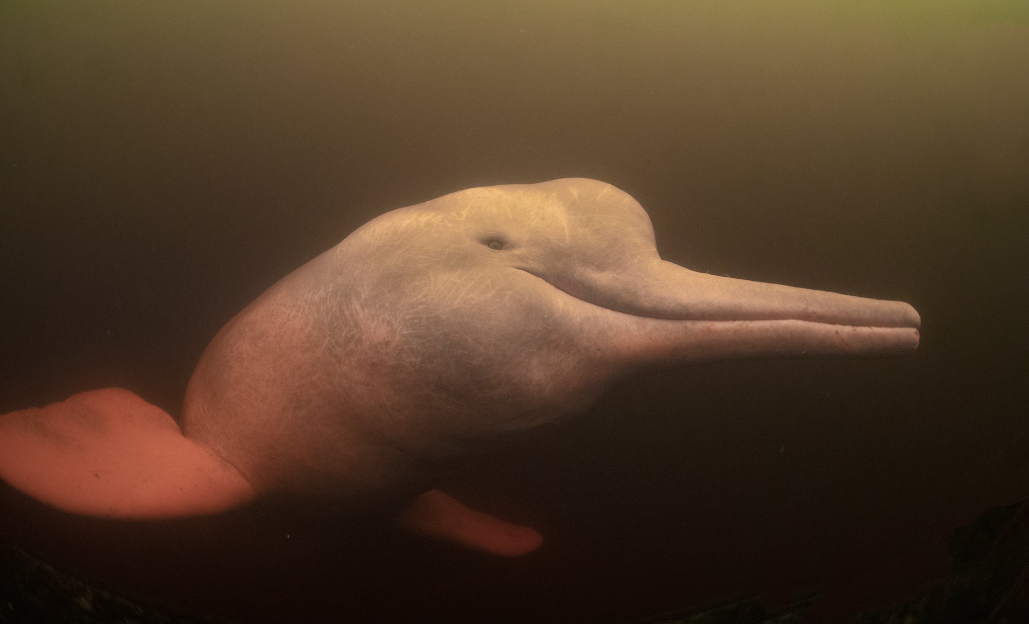 pink river dolphin diving.jpg