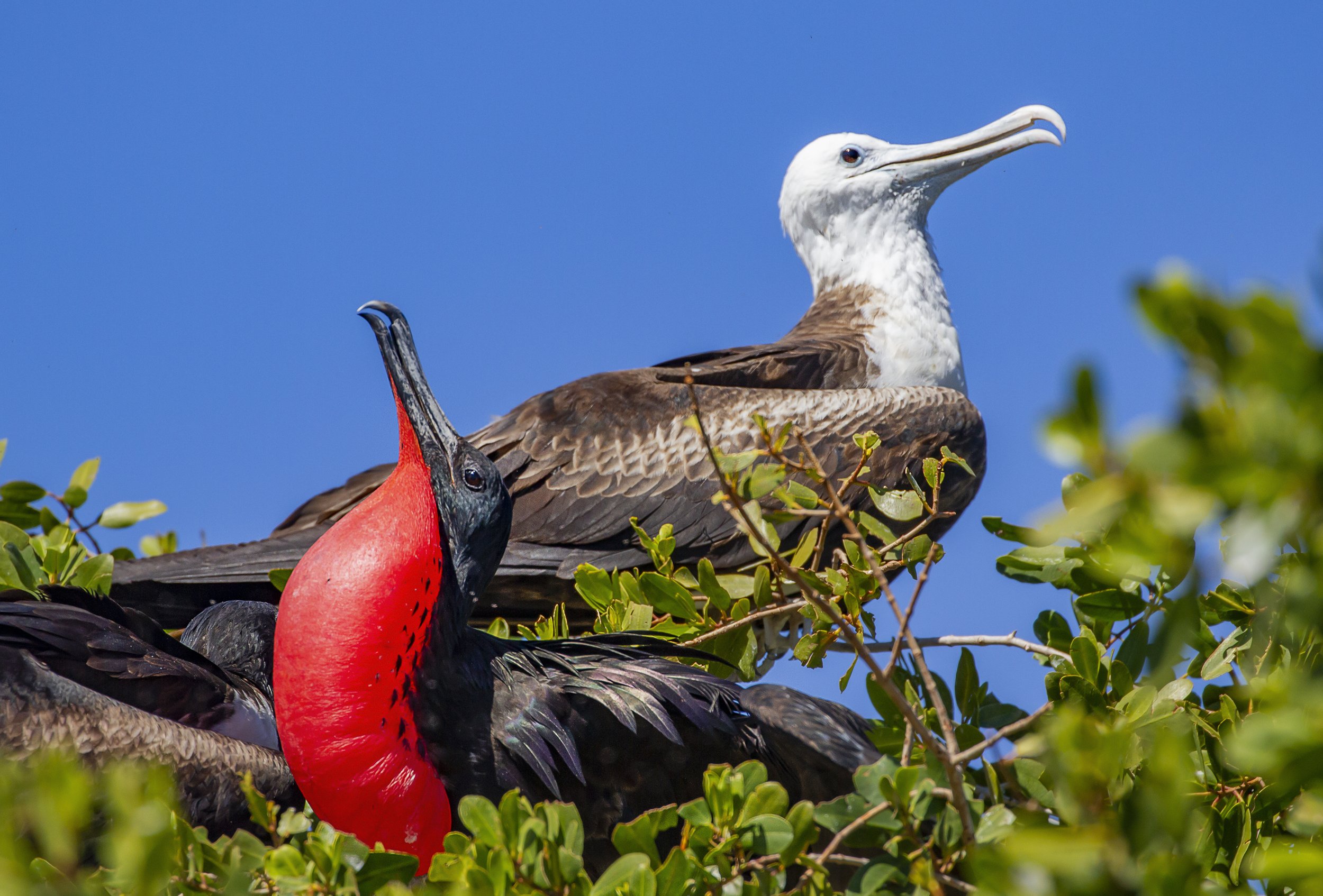 magnificant frigate rookery.jpg