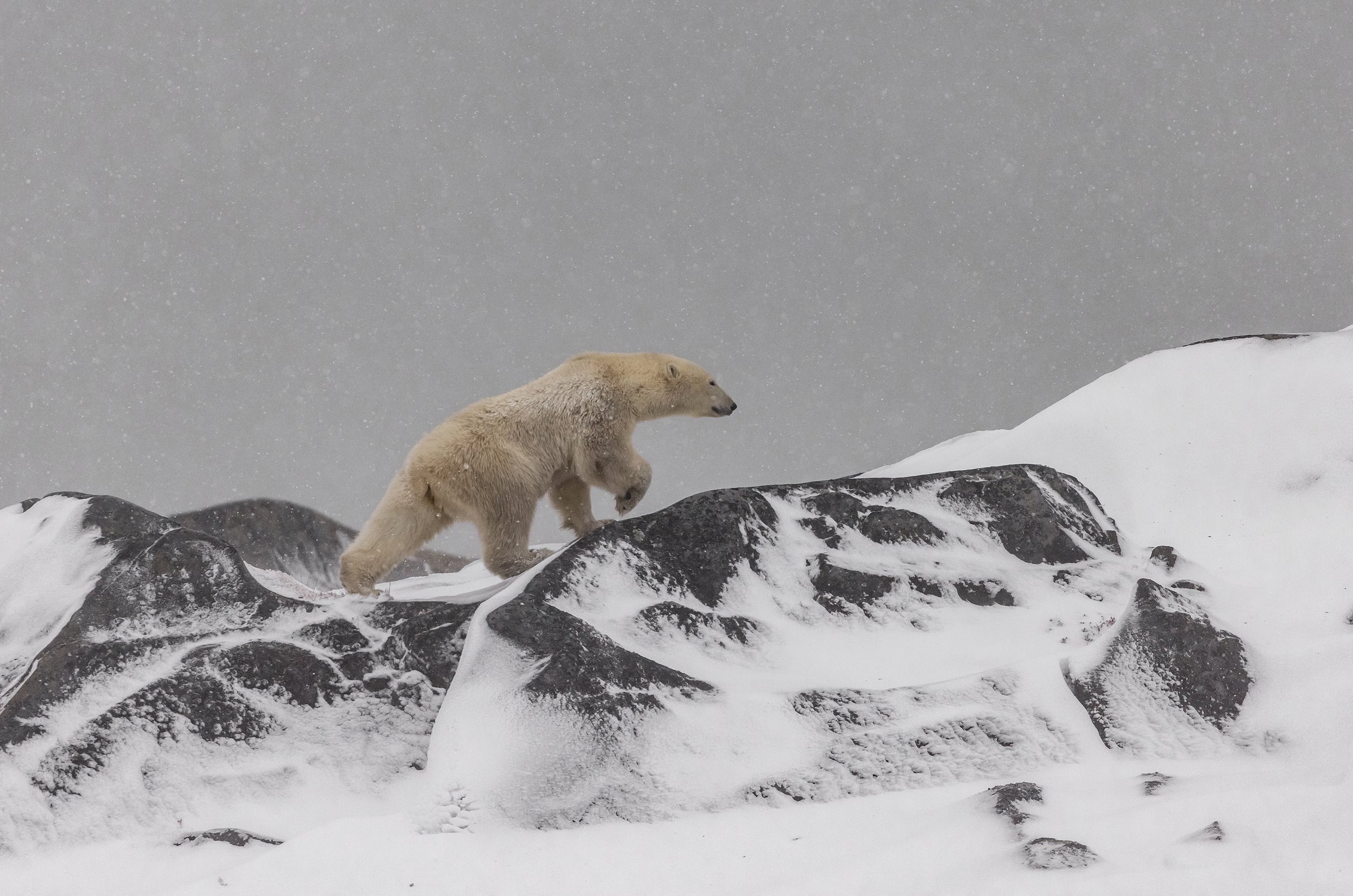 polar+bear+photography+3.jpeg