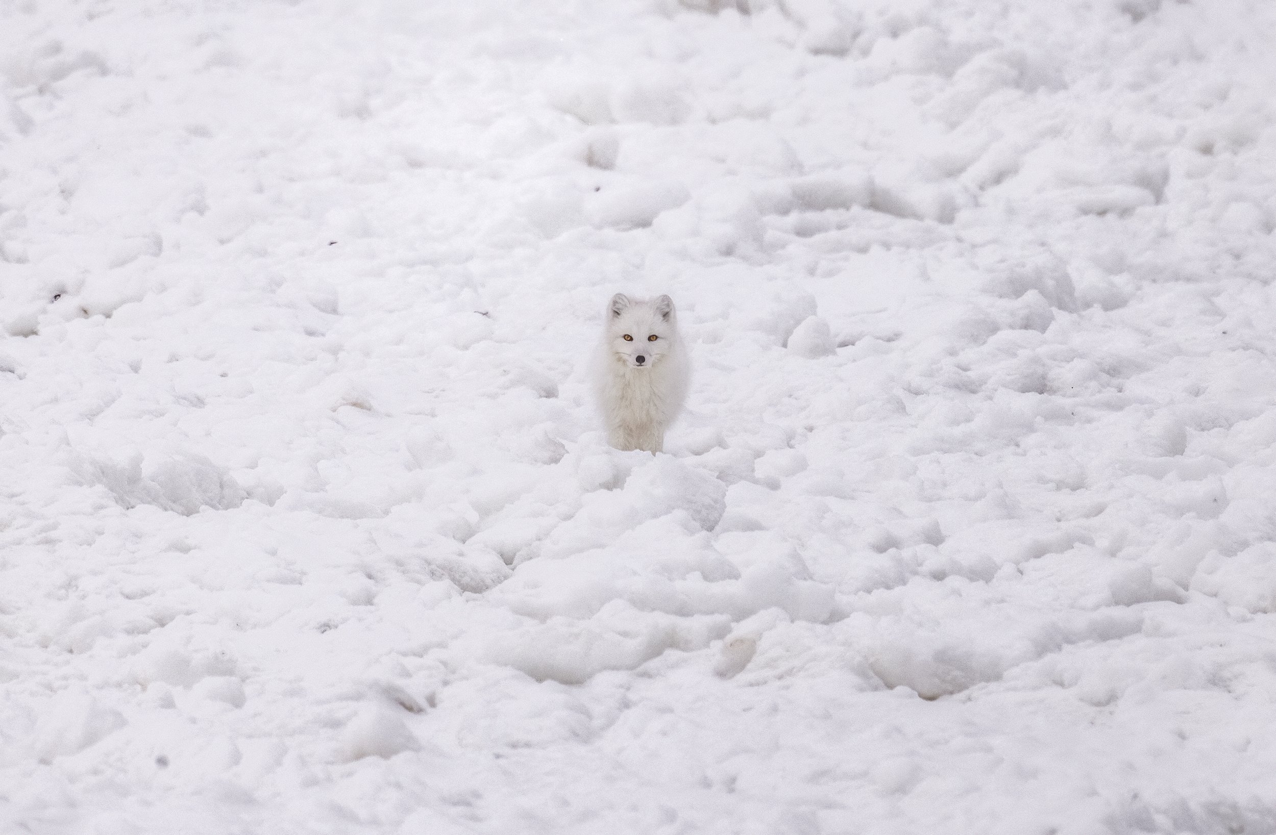 arctic fox .jpg
