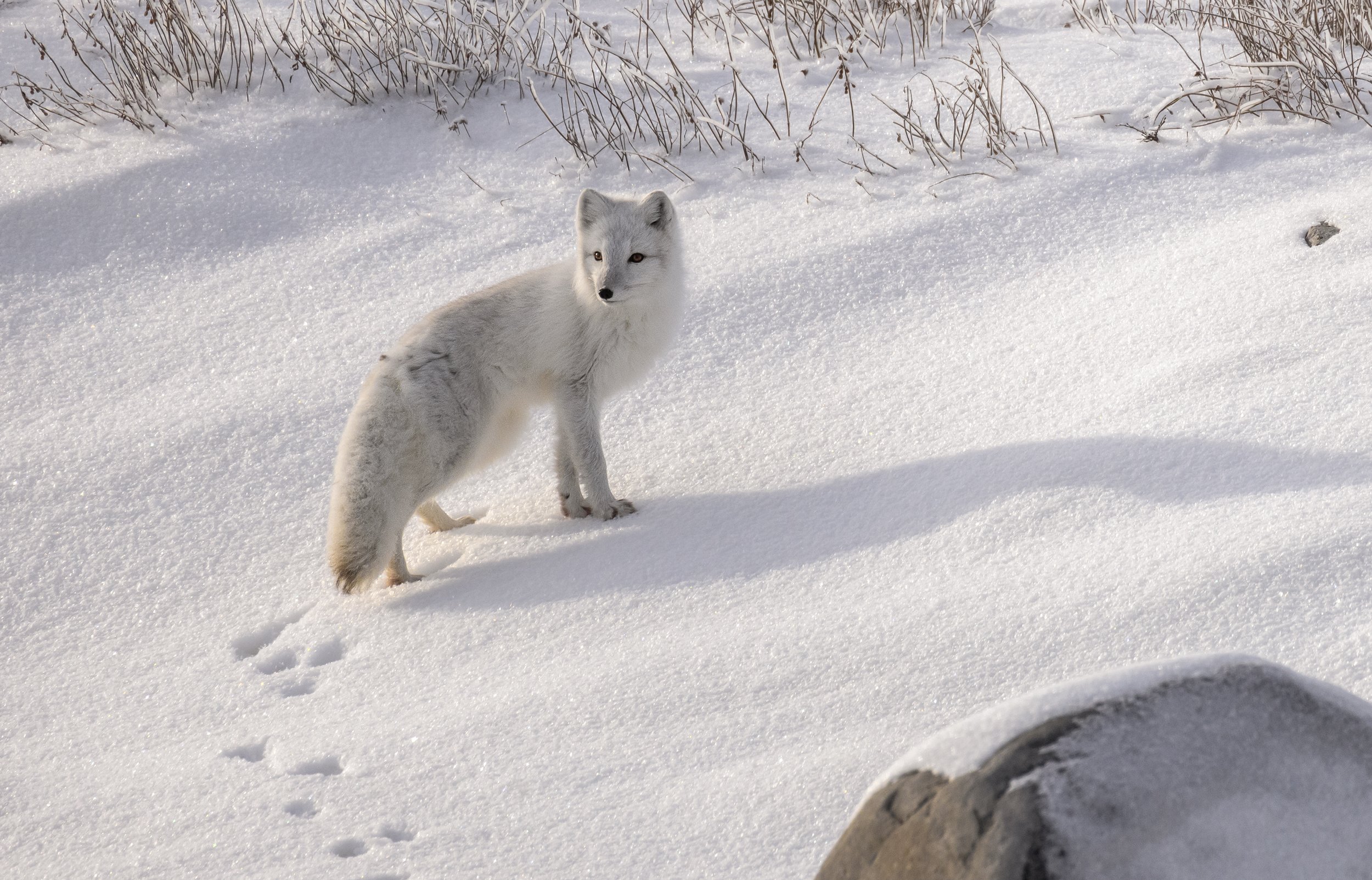 arctic fox 2 .jpg