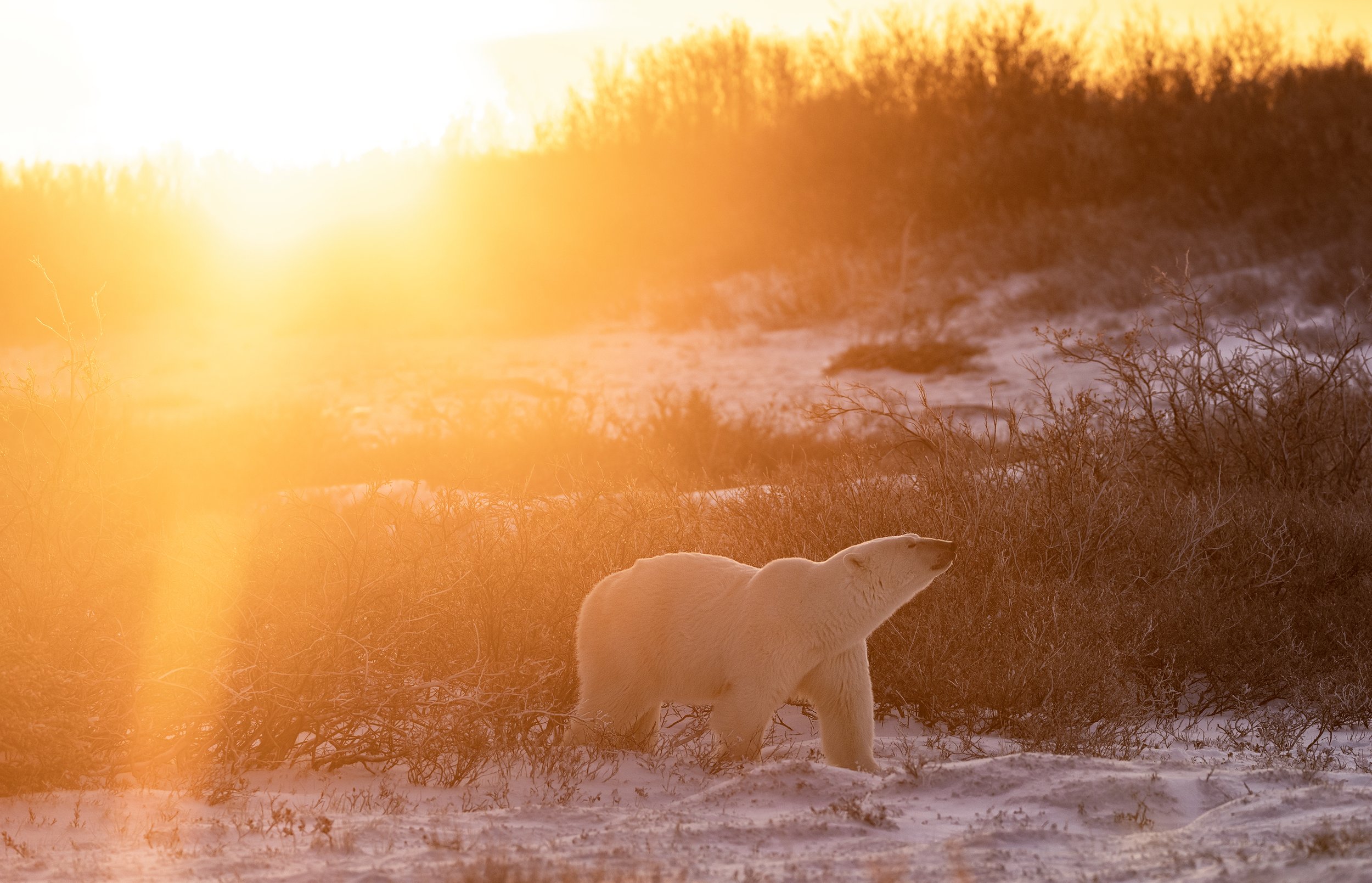 polar bear 4 .jpg