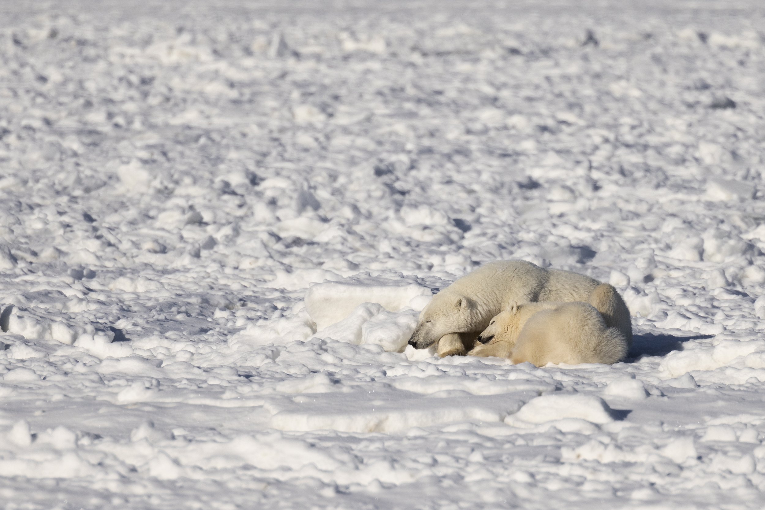 polar bear photography  2.jpg