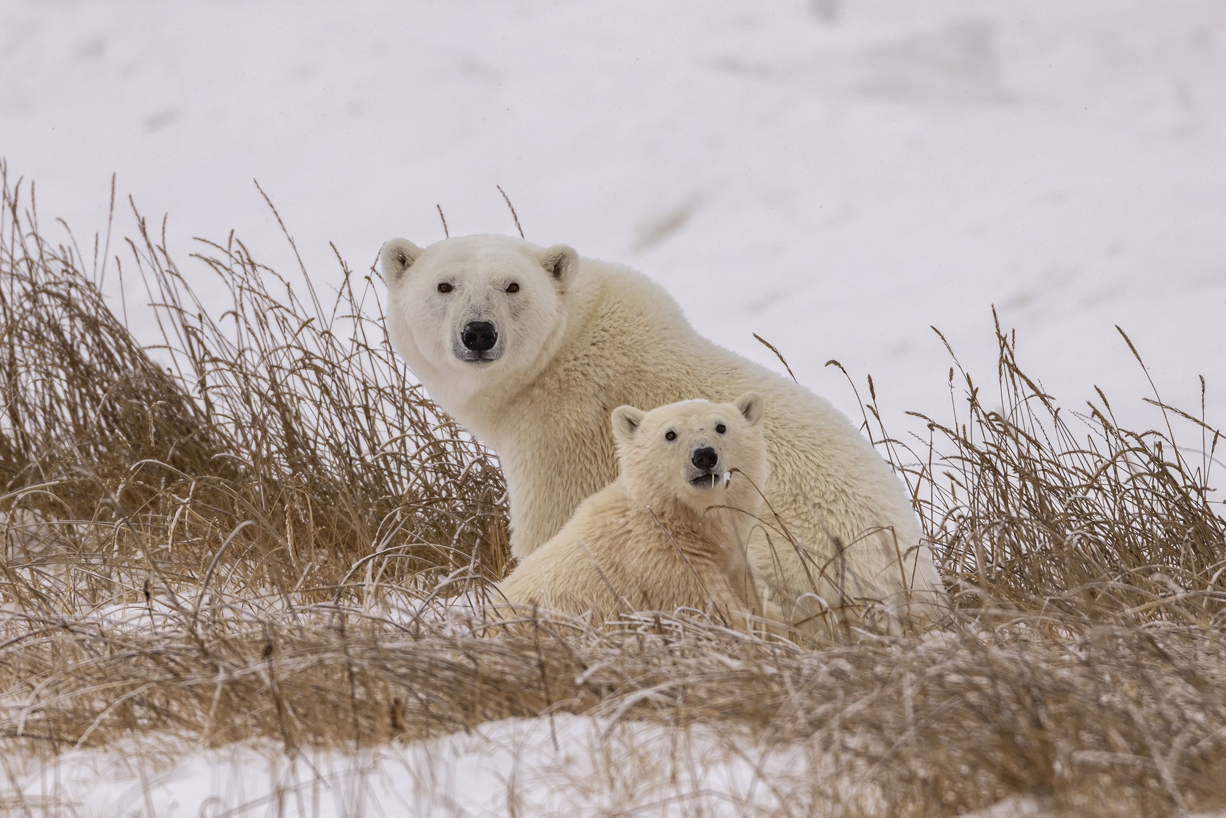 Polar Bear Photography  3.jpg