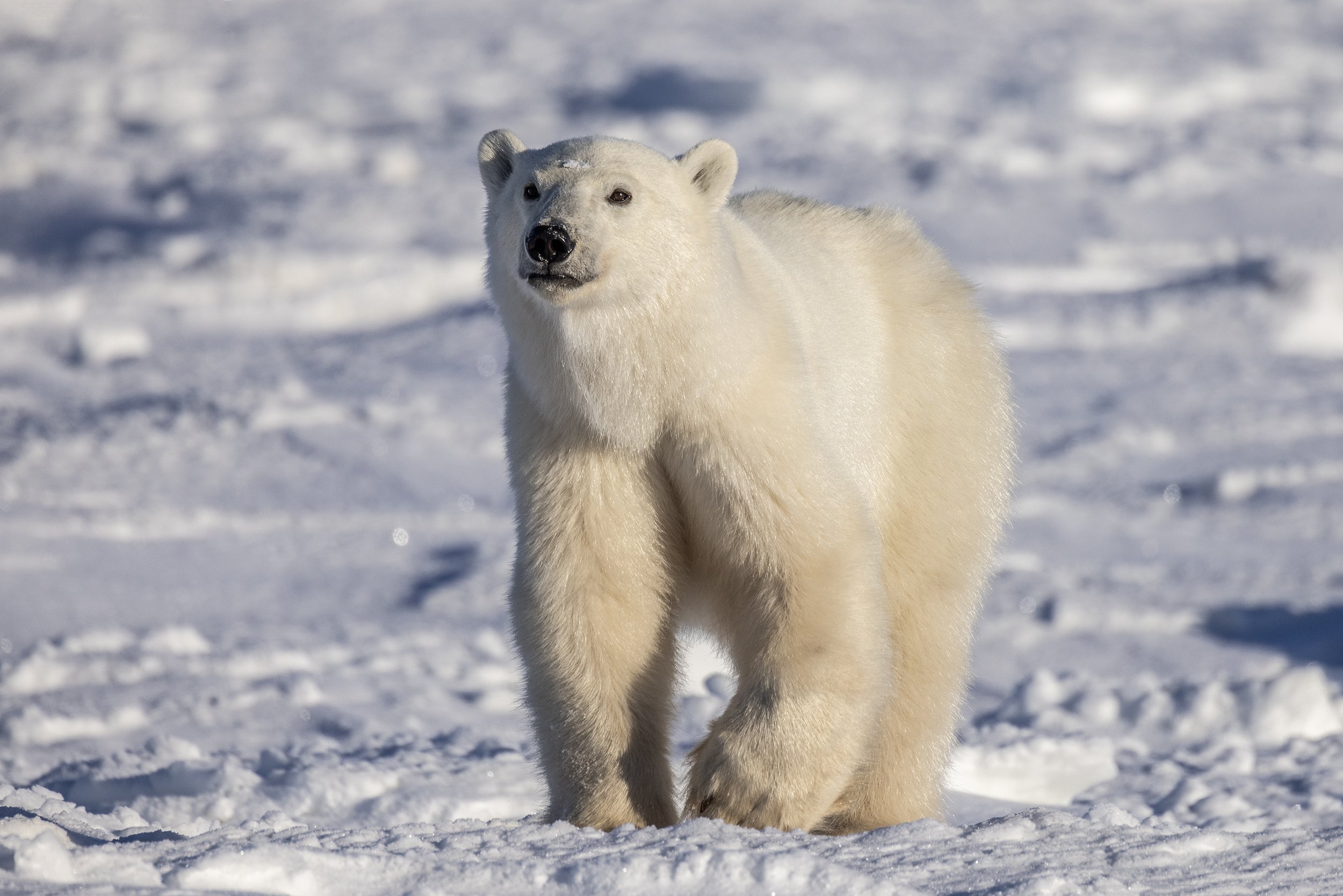 polar bear photography  4.jpg