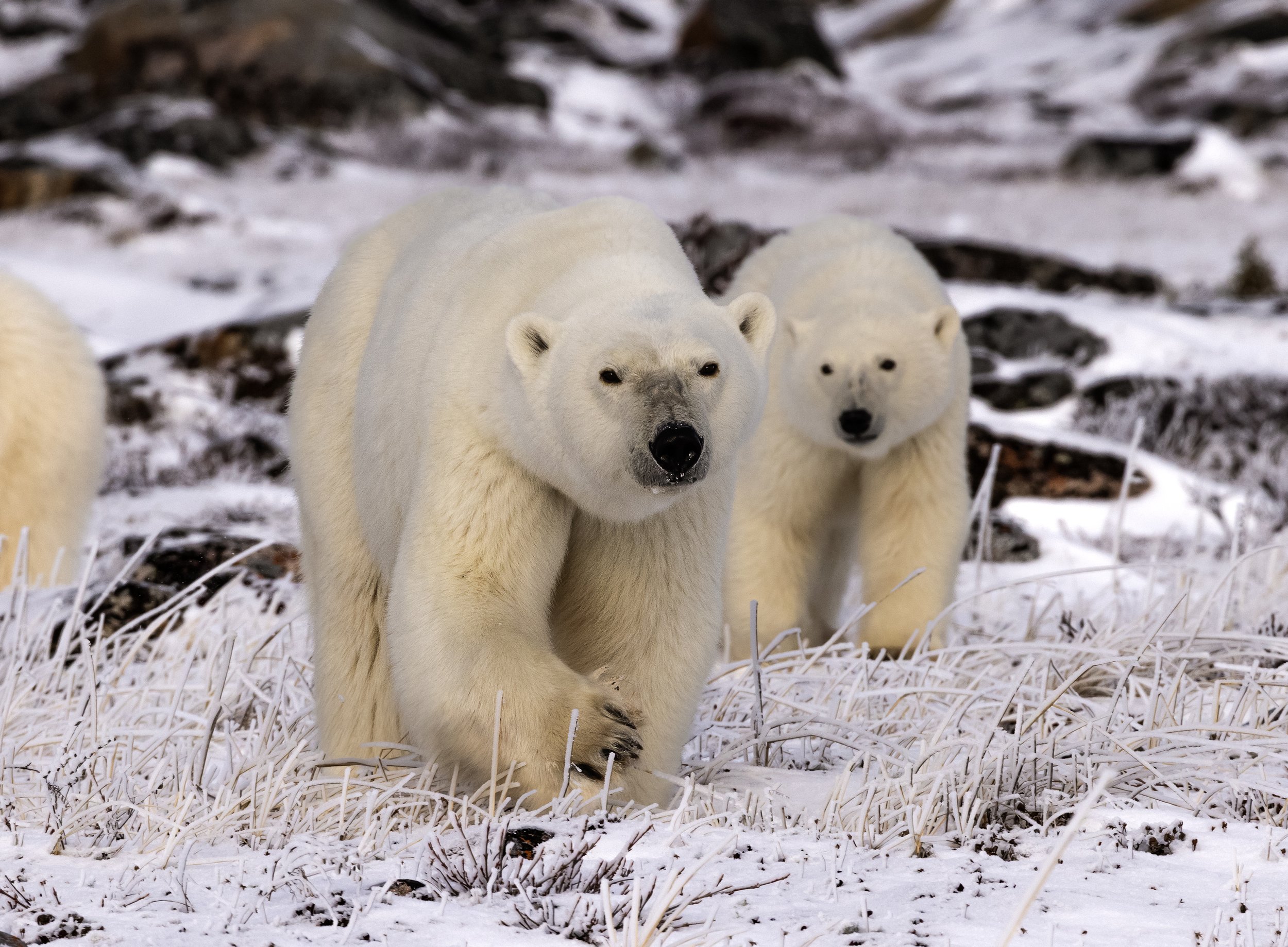 polar bear photography .jpg