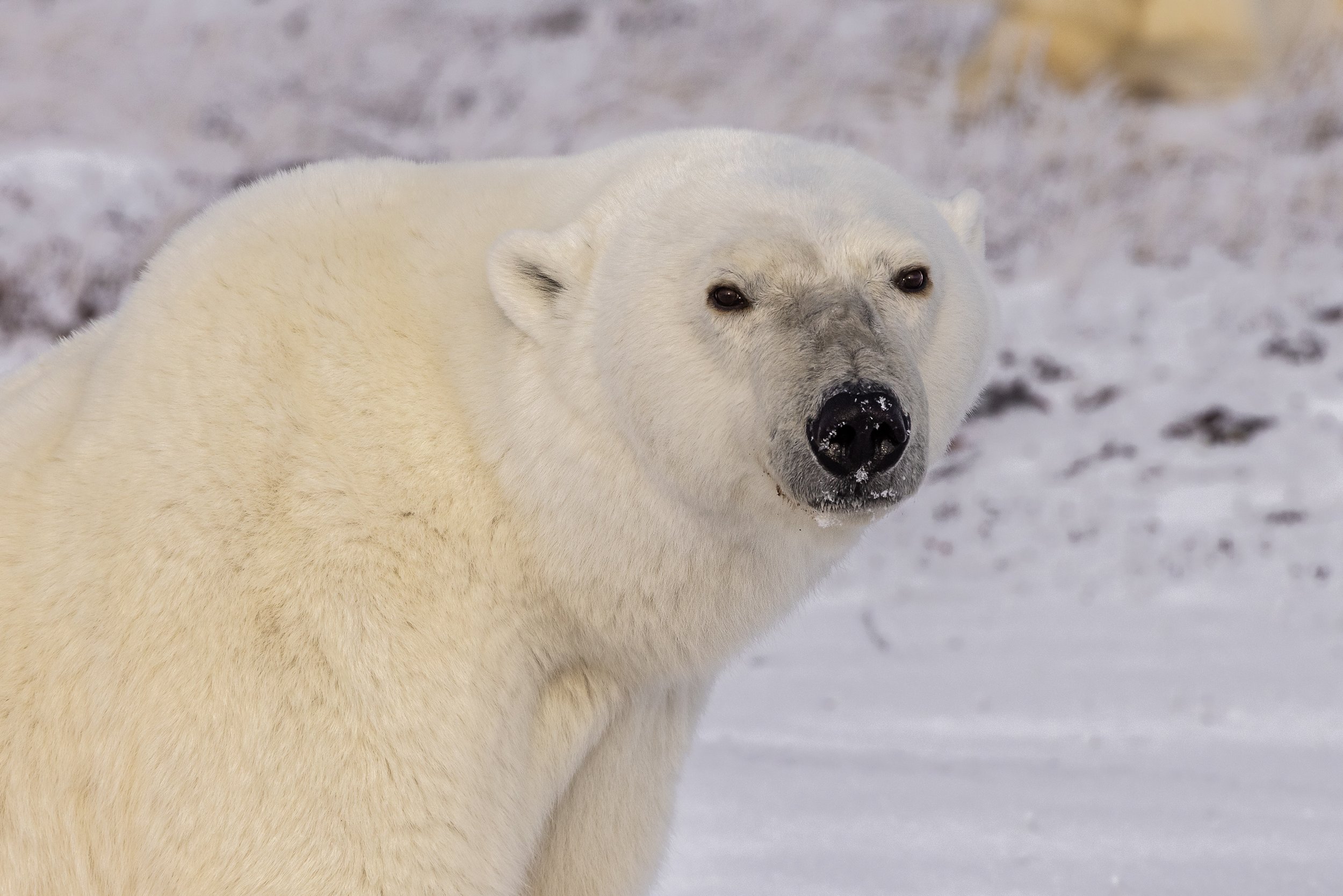 polar bear photography 2 .jpg