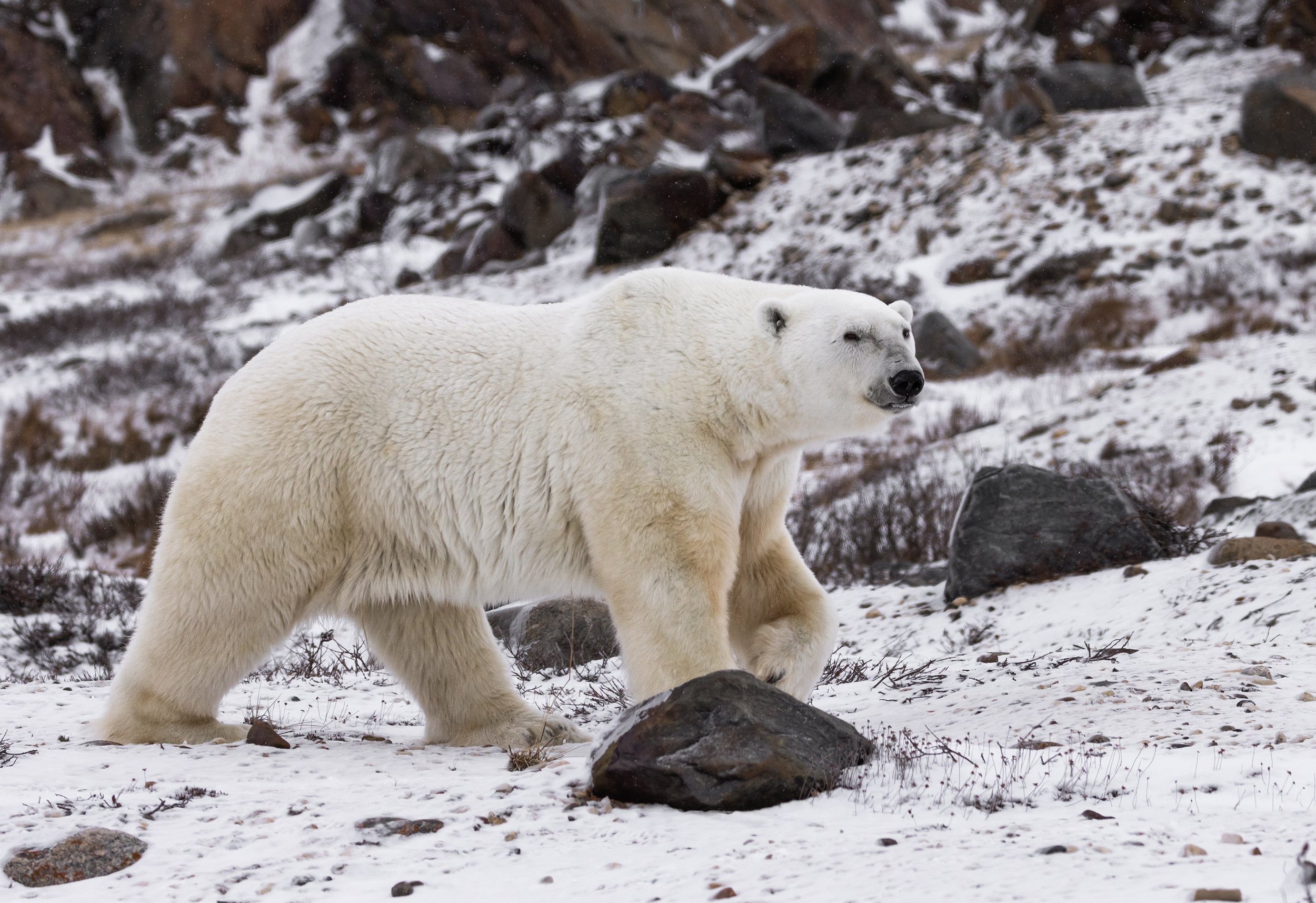 polar bear photography 2 2.jpg