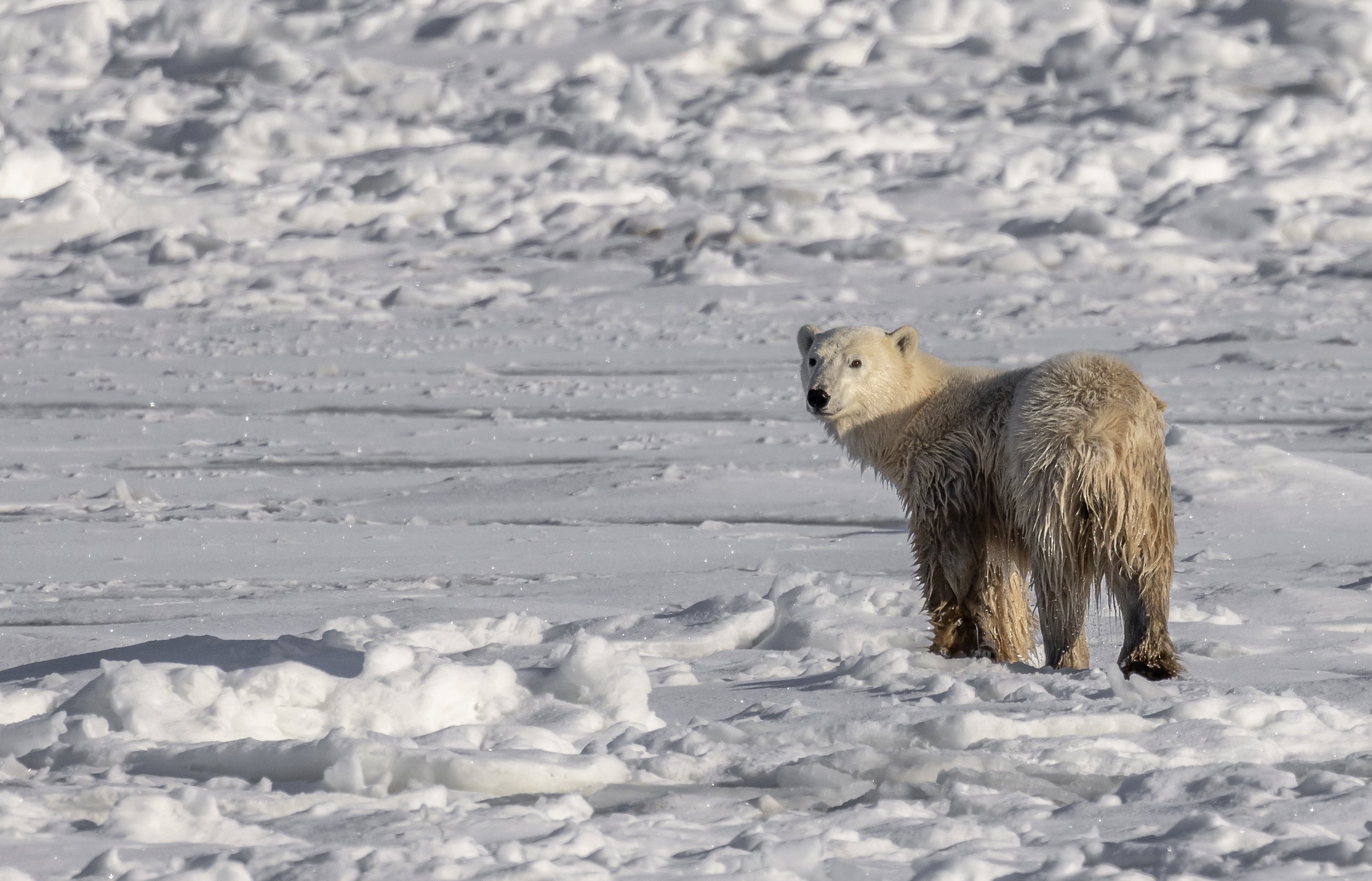 polar bear photography 2.jpg