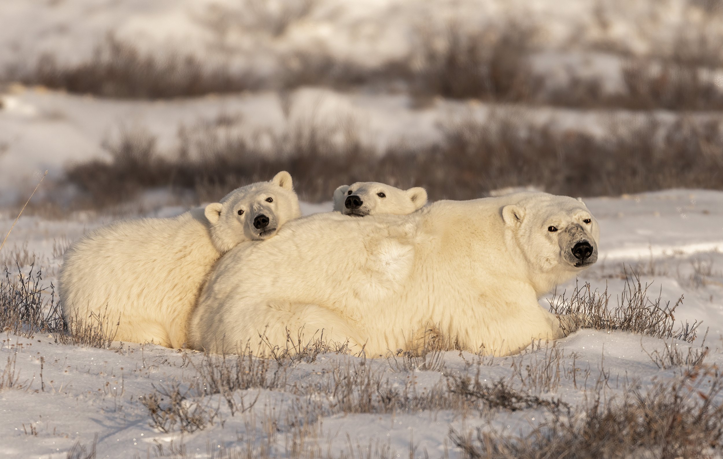 polar bears 3 .jpg