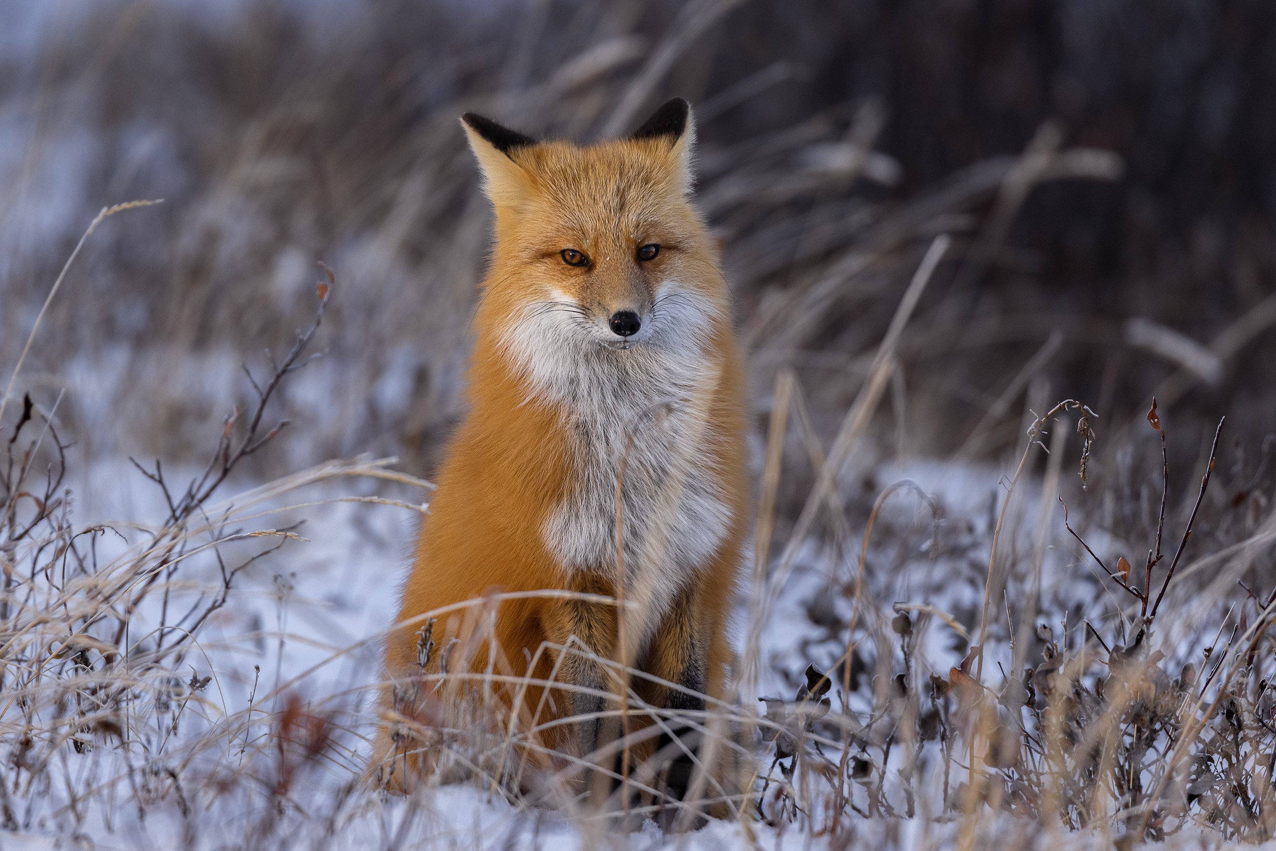 red fox .jpg