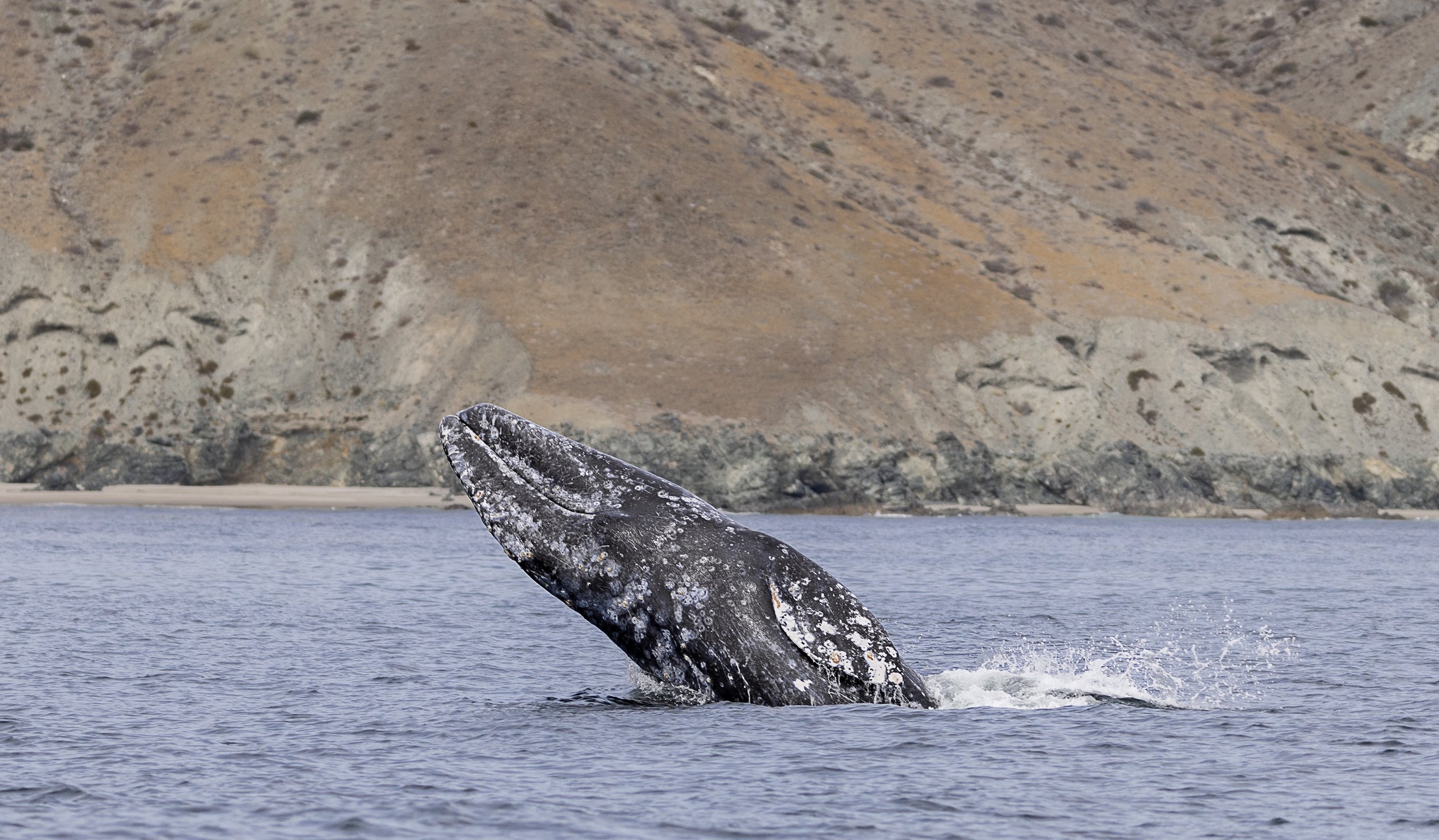 grey whale breach.jpg