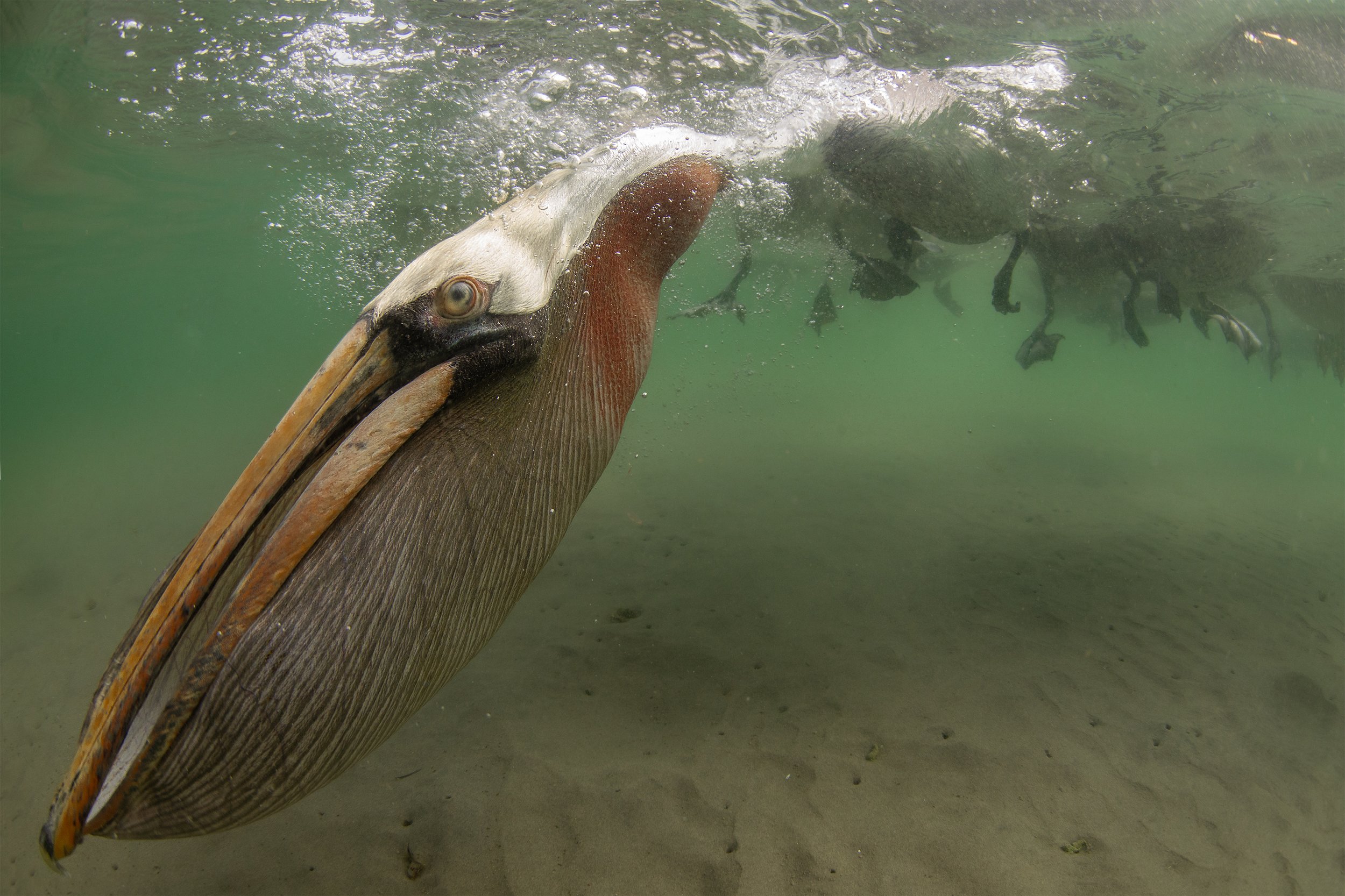 brown pelican diving.jpg