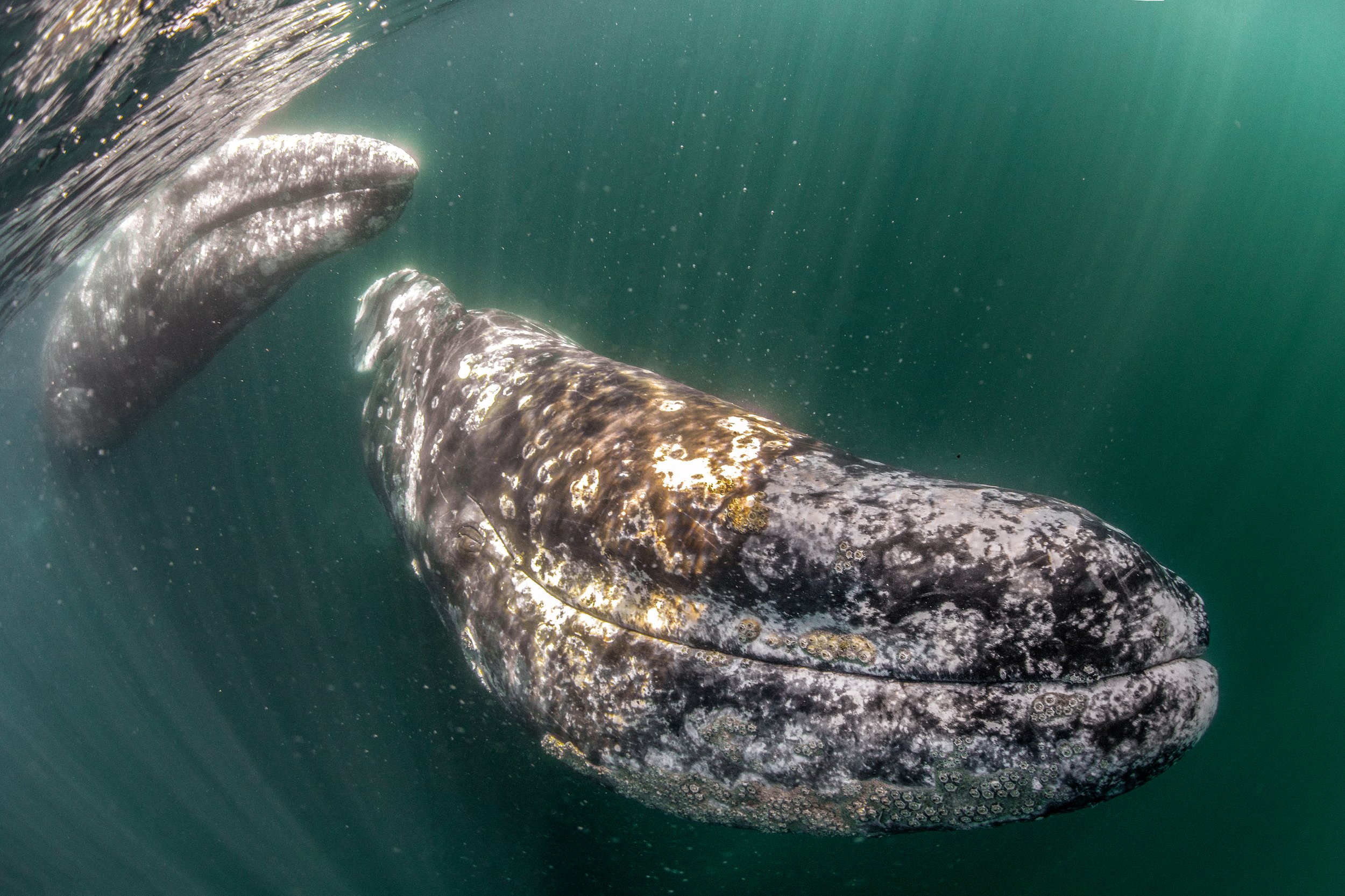 grey whale photography 3.jpg