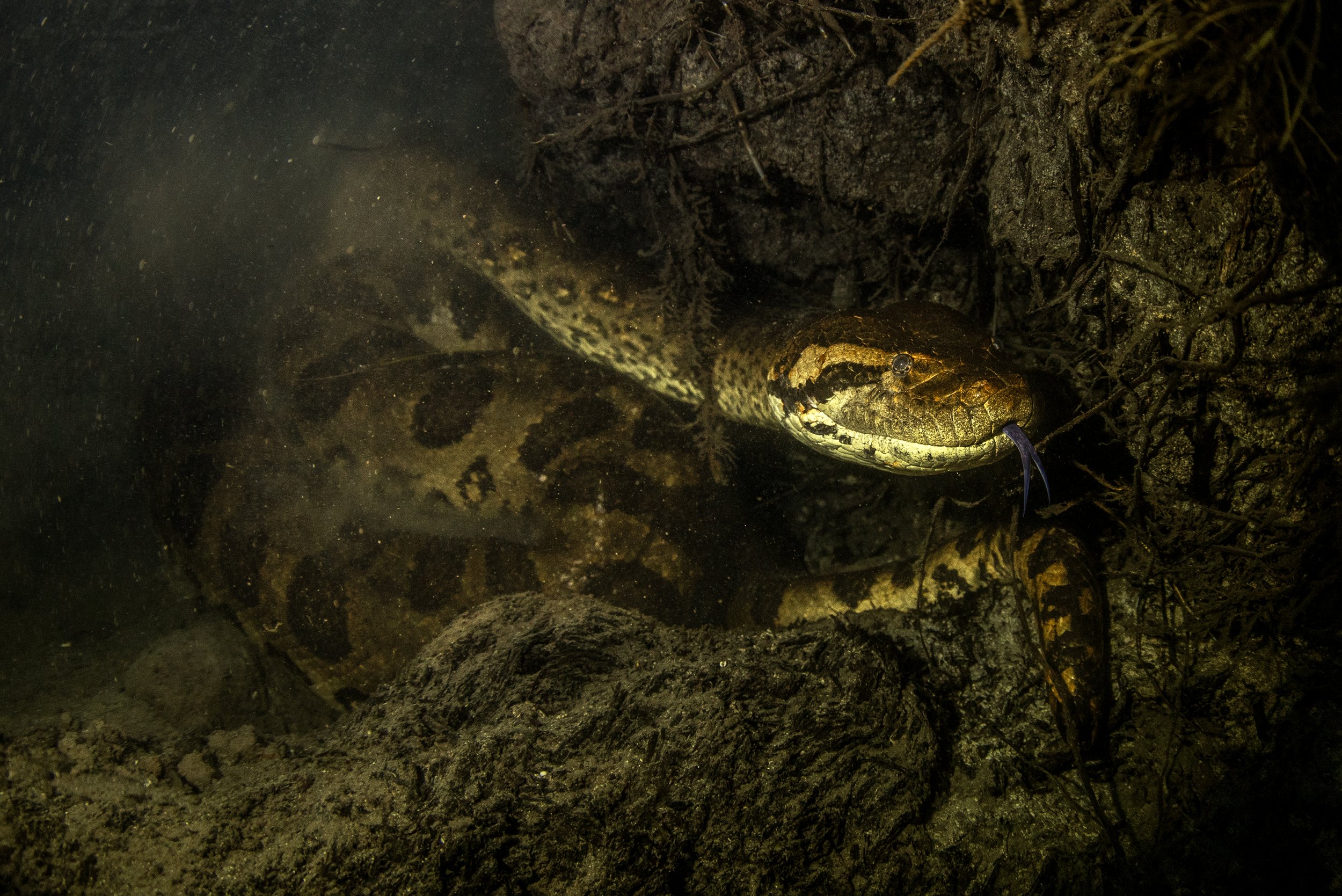 anaconda diving 5.jpg