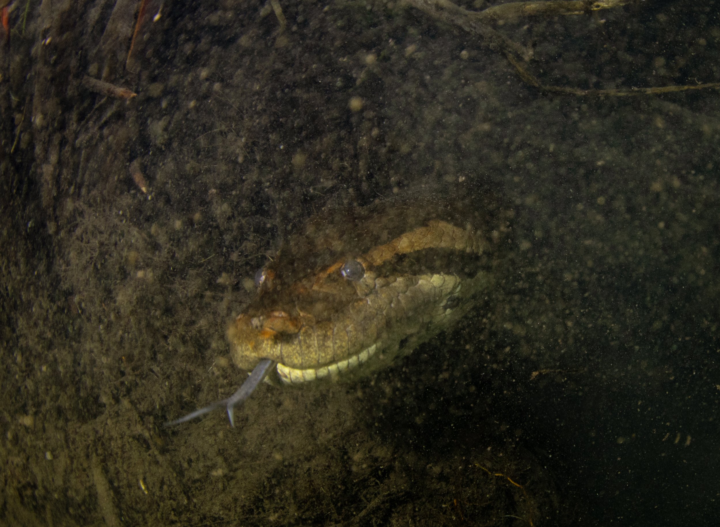 anaconda diving 10.jpg