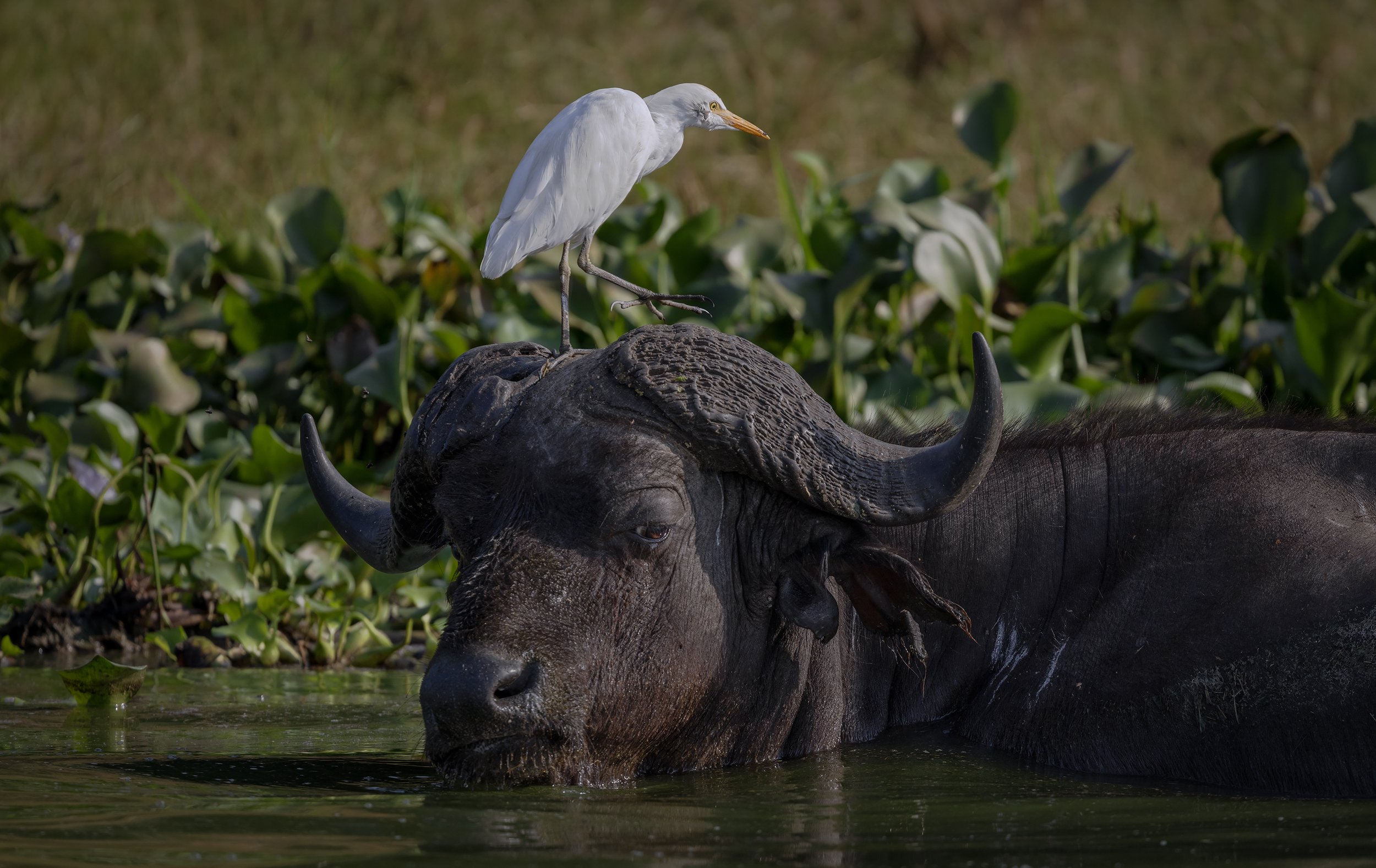 African Buffalo.jpg