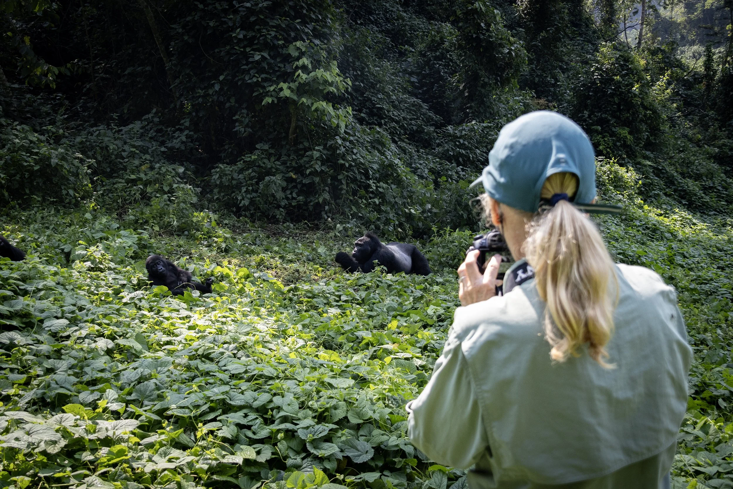 mountain gorillas 7.jpg