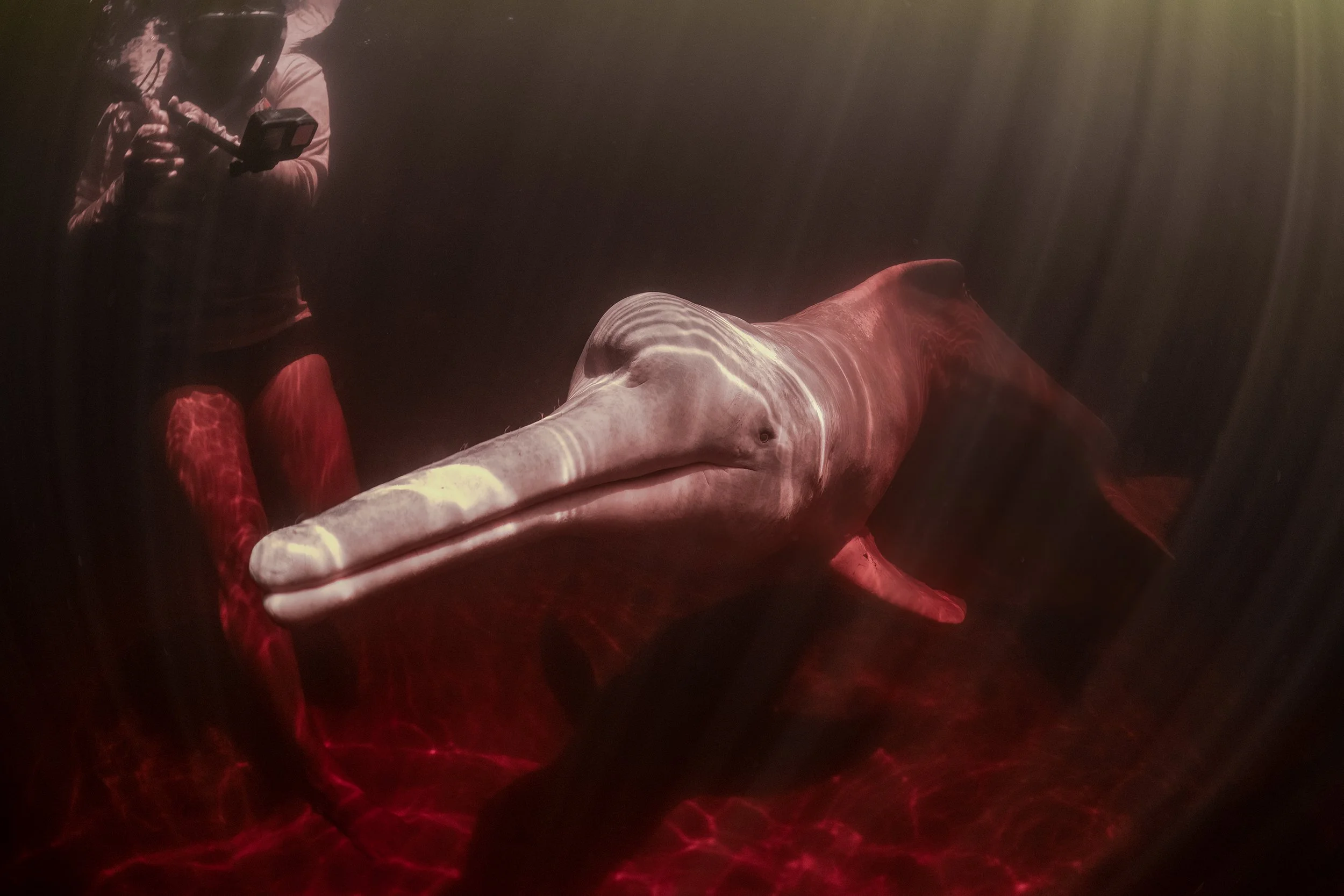 river dolphin diving 6.jpg