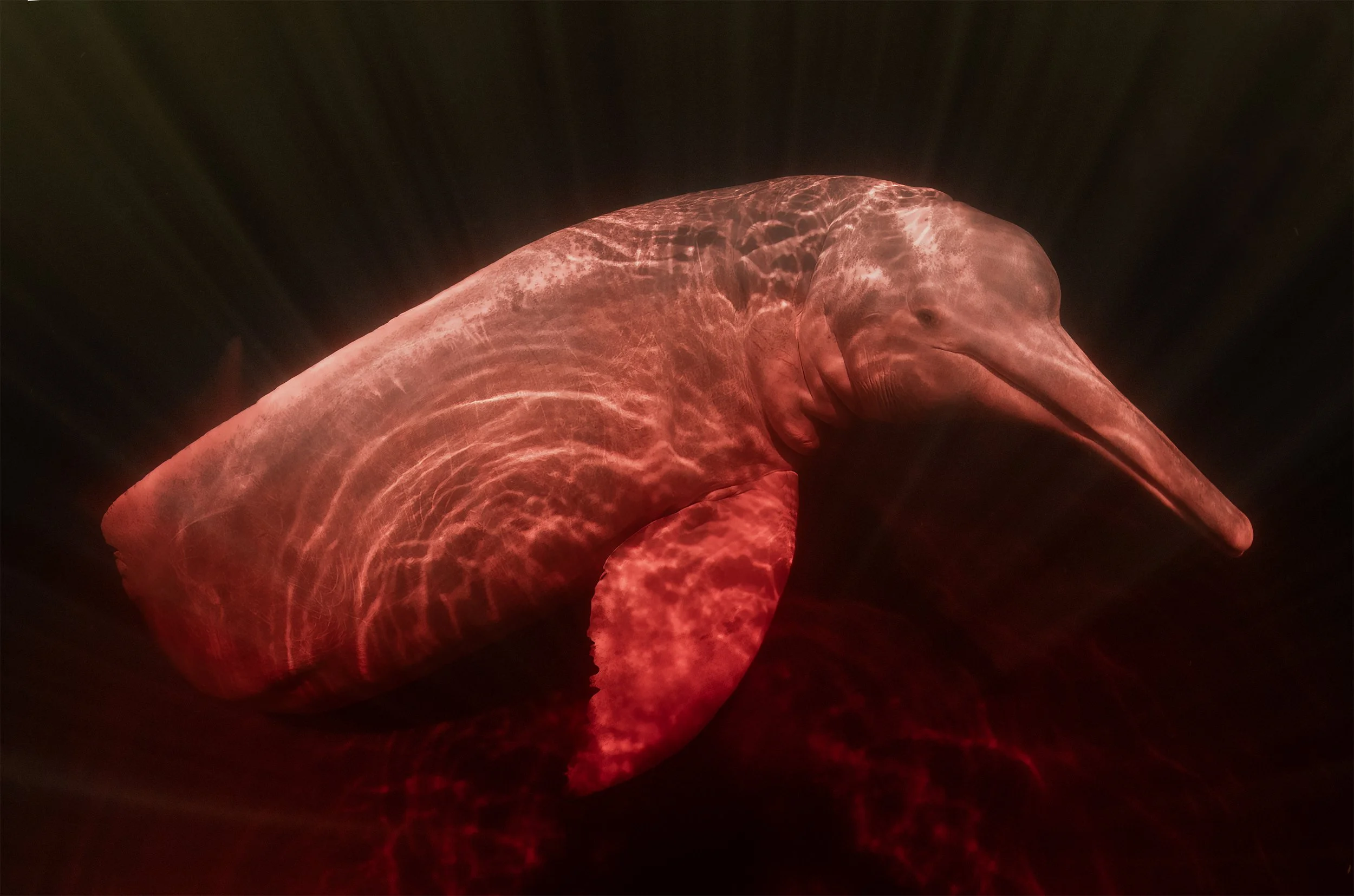 river dolphins 3.jpg