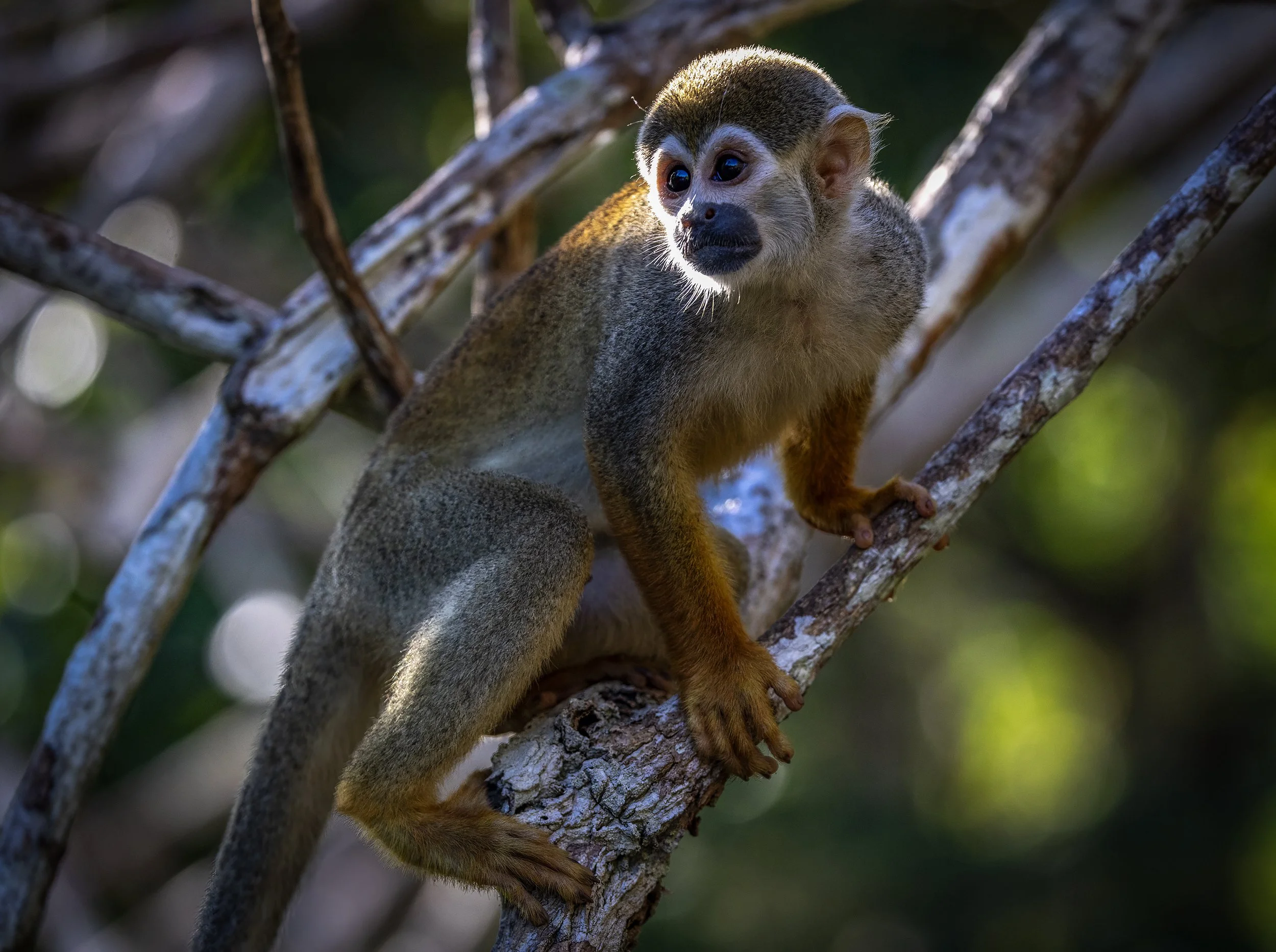 squirrel monkey.jpg