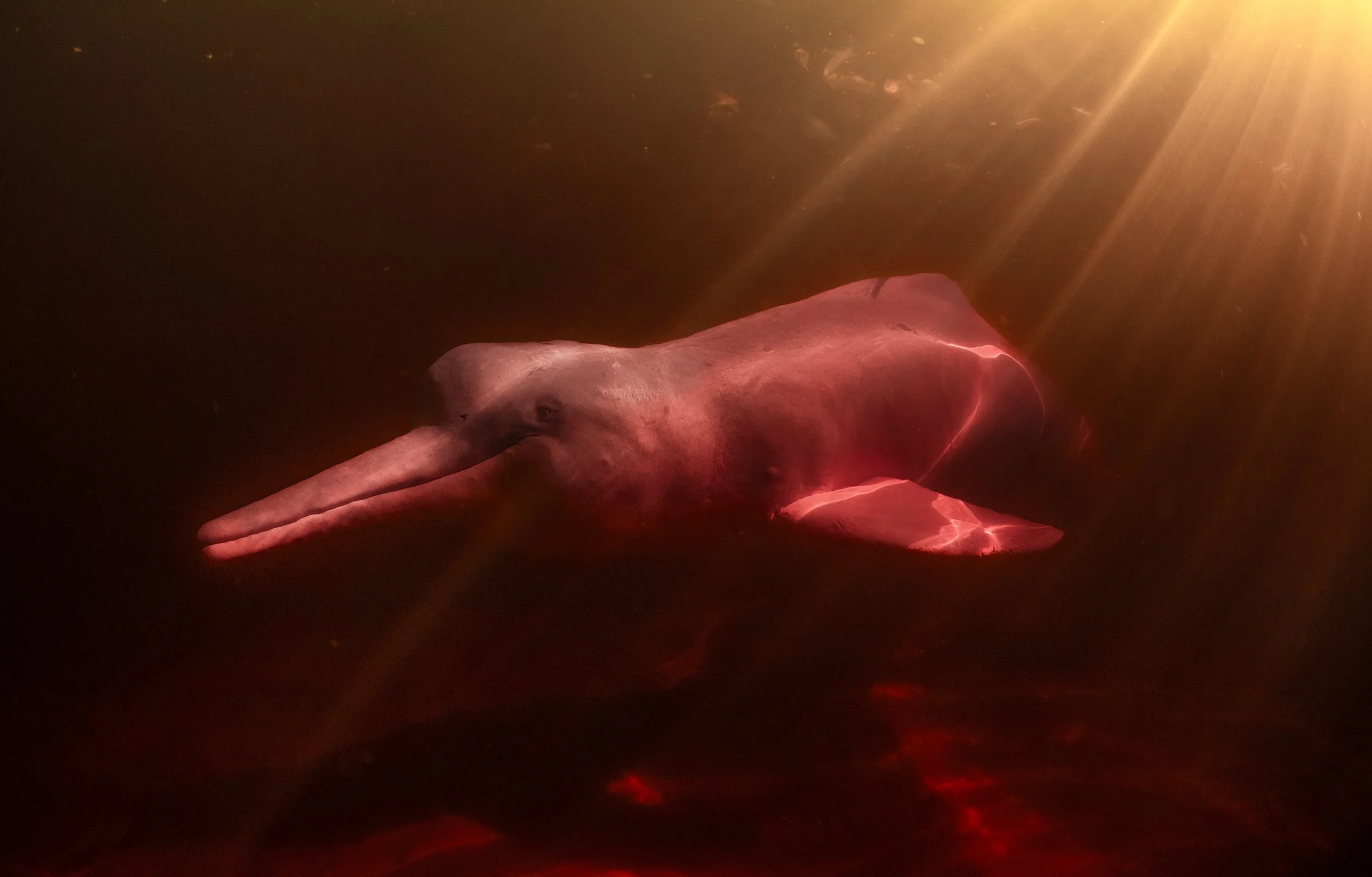 river dolphin diving.jpg