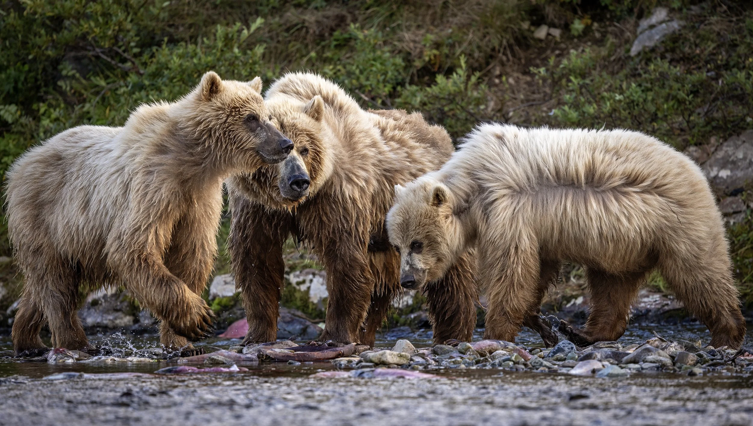 alska brown bears 2.jpg