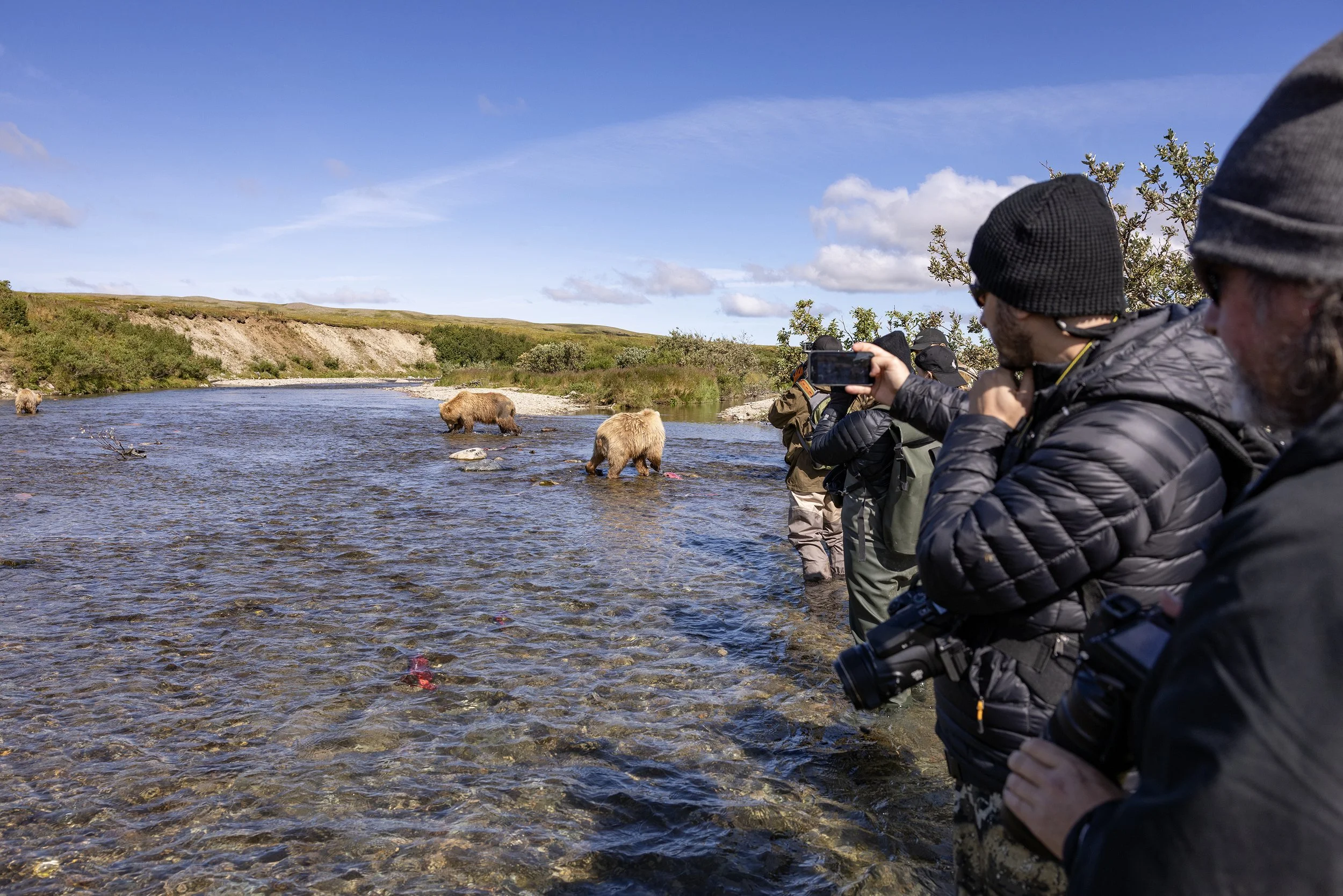 alaska brown bears 2.jpg