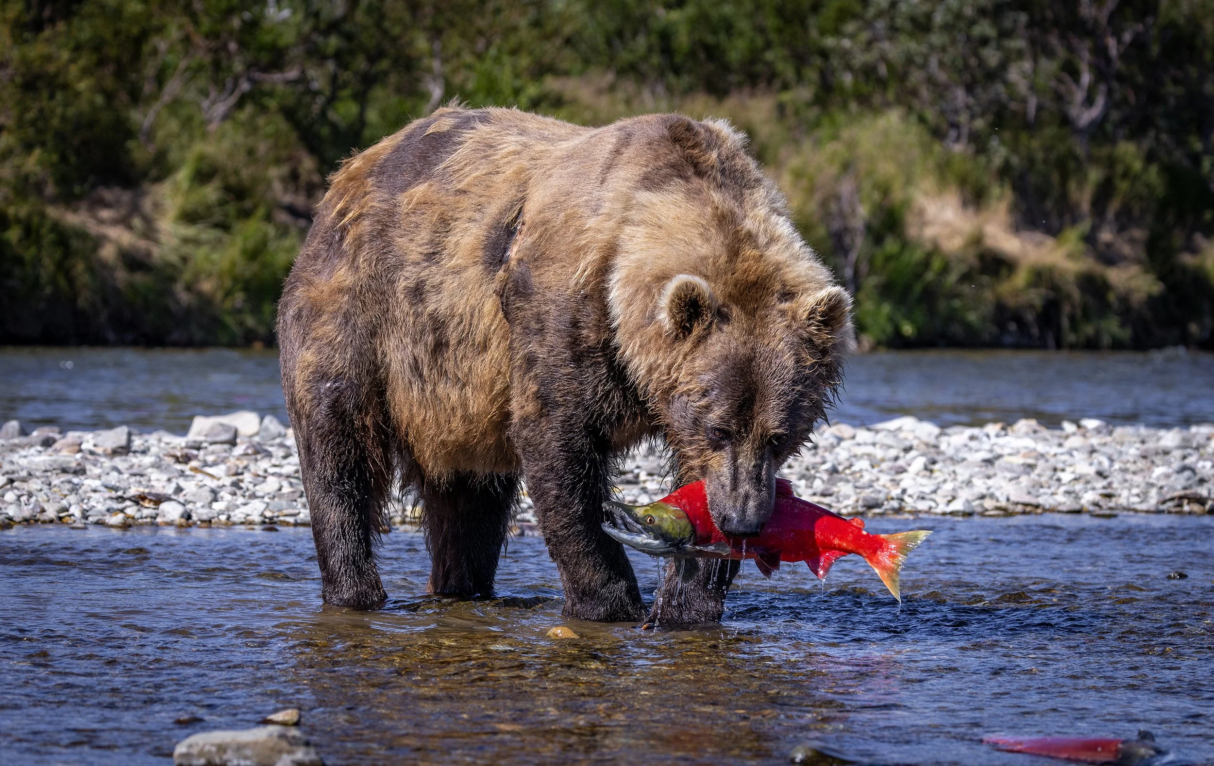 alaska brown bears 6.jpg