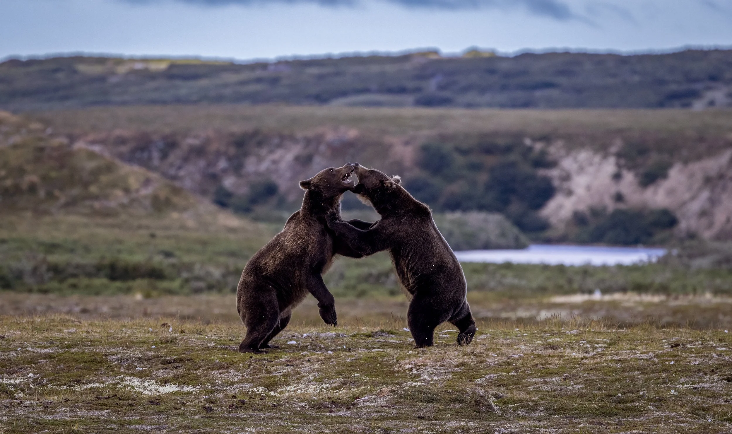 alaska brown bears.jpg